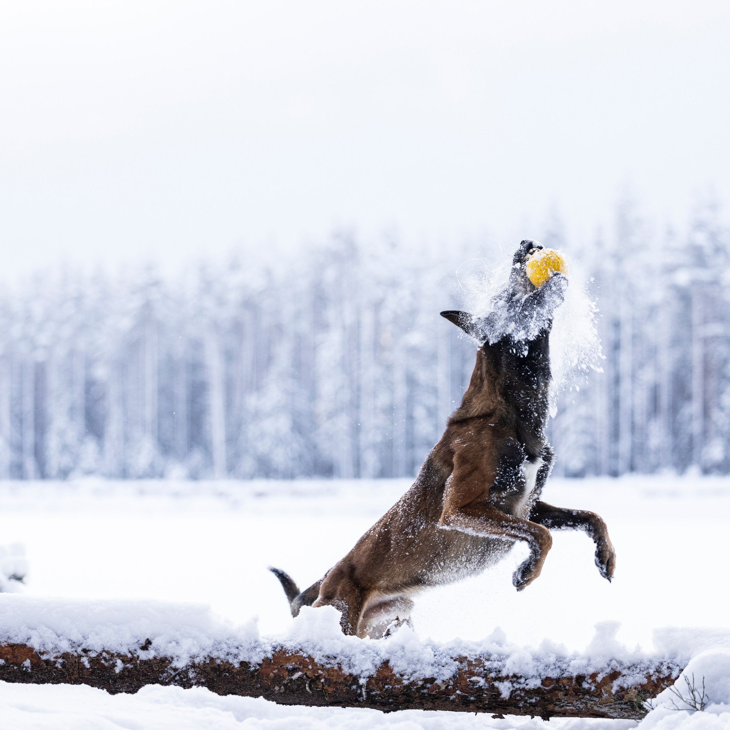 Фотограф-анималист Анна Маринич