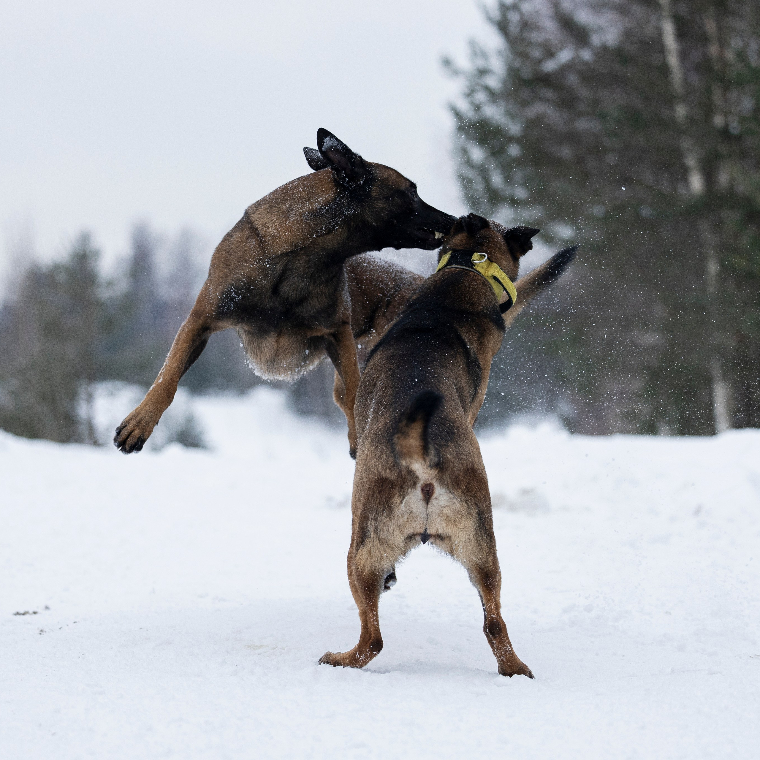 Цедра и Рики