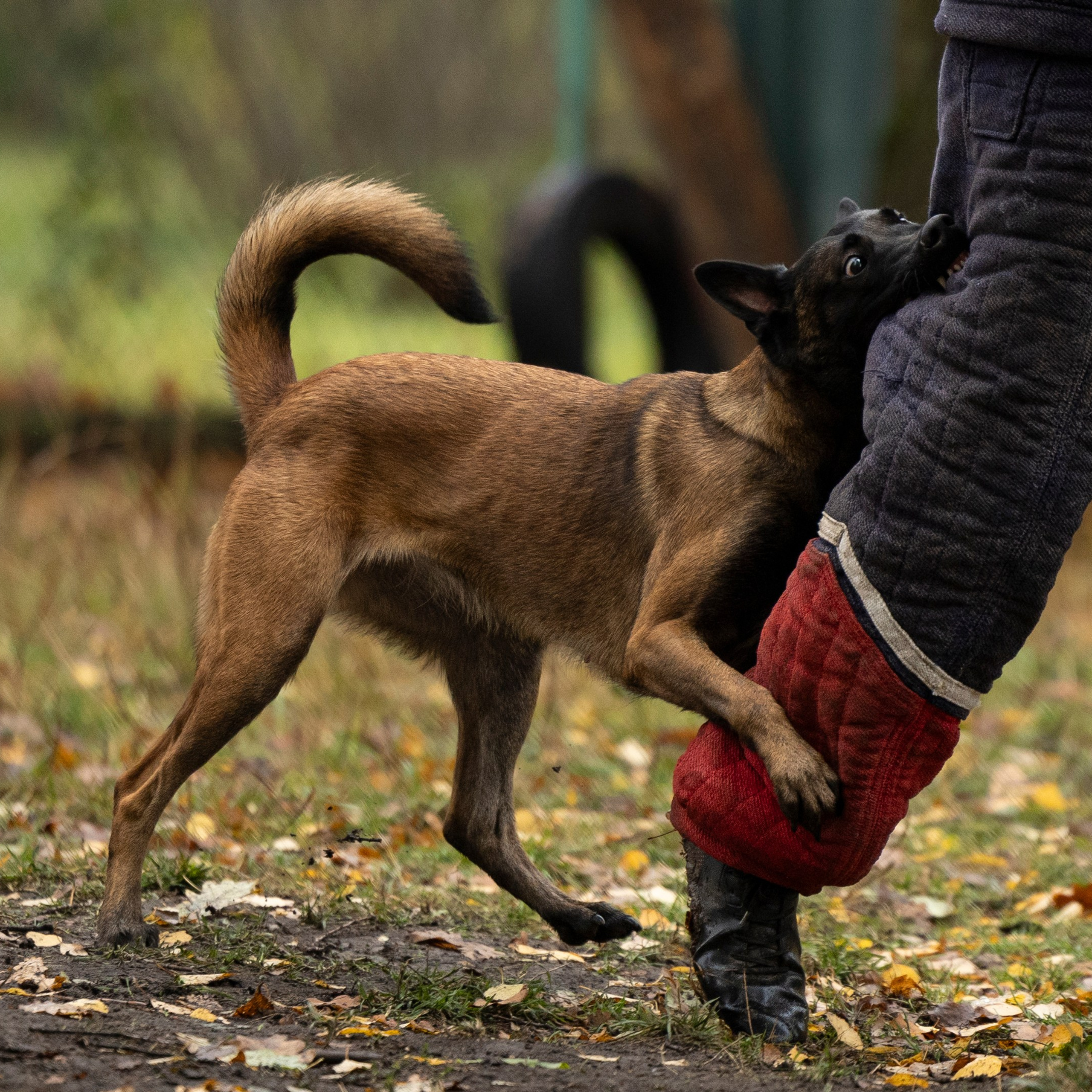 Соревнования по Мондьорингу г. Вологда