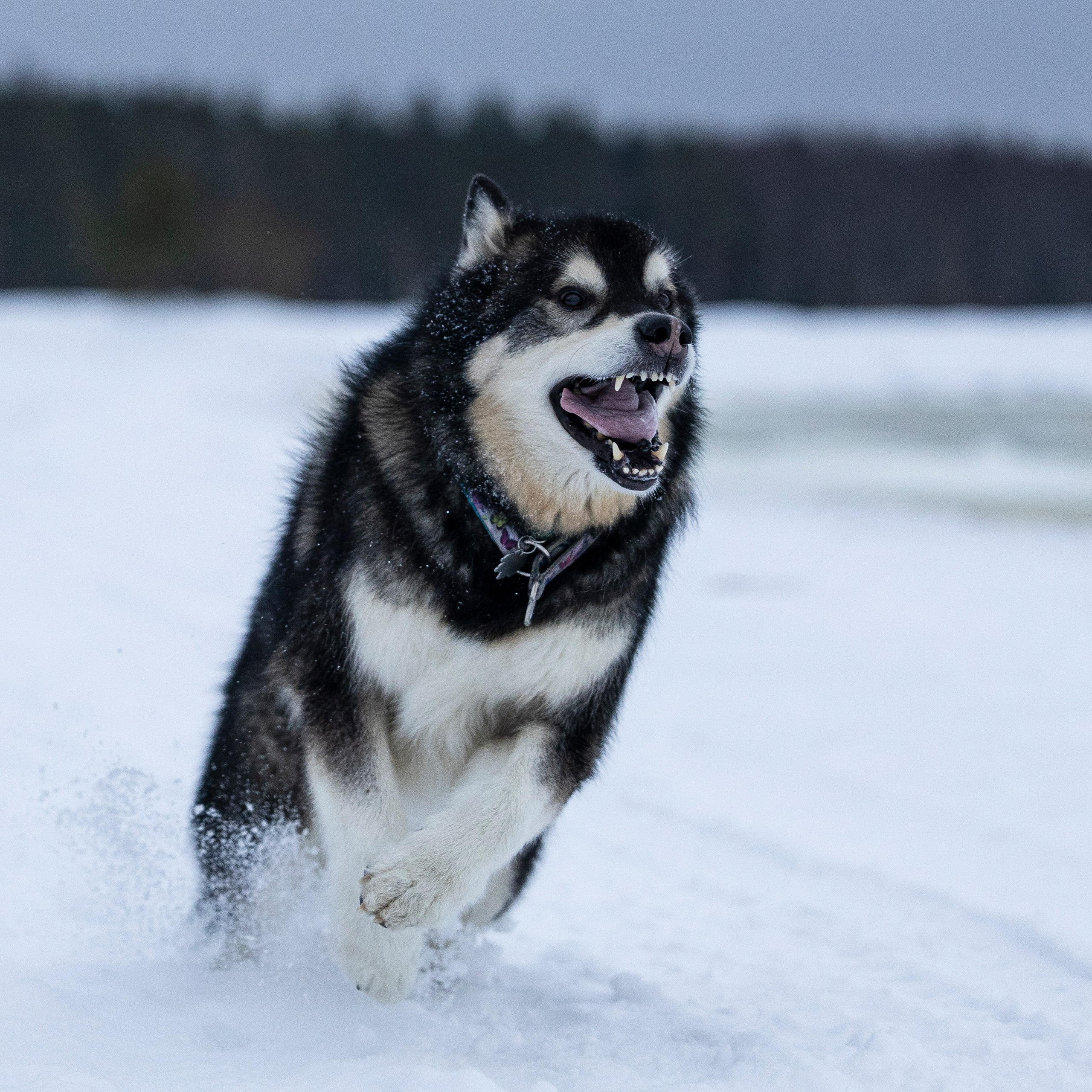 Фотограф-анималист Анна Маринич
