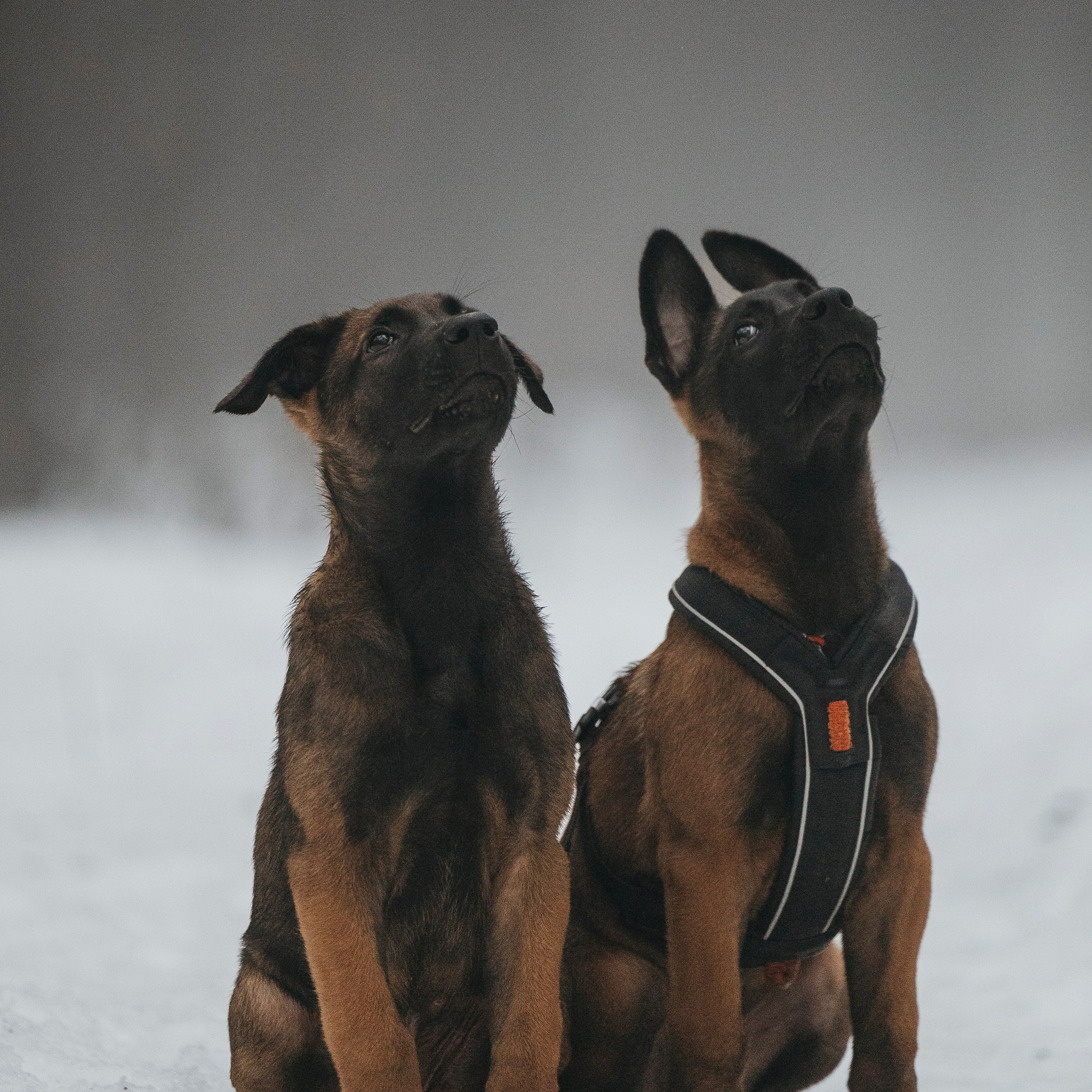 Фотограф-анималист Анна Маринич