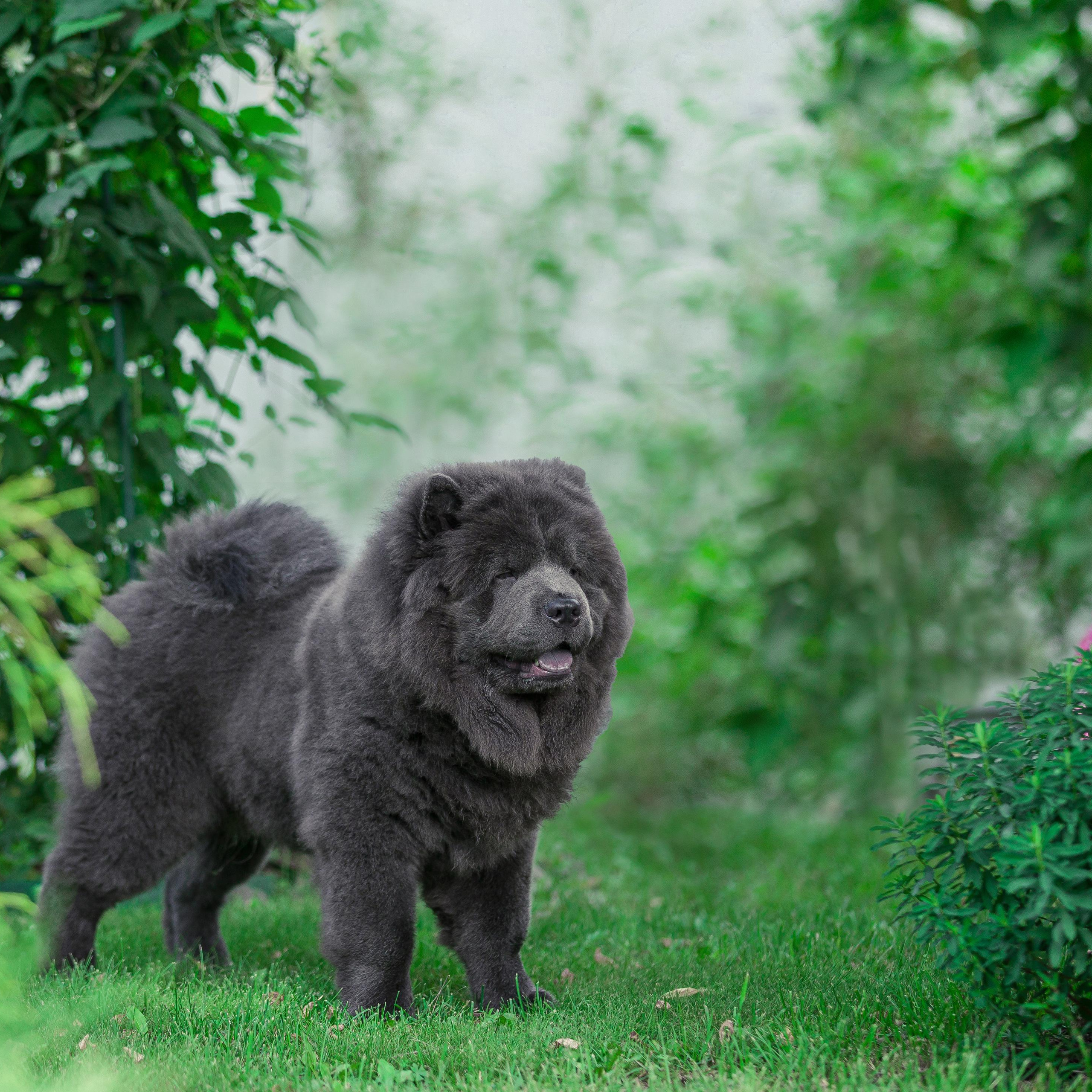 Дельфина и Флай. Фотограф Анималист из Новосибирска Татьяна Кауфман