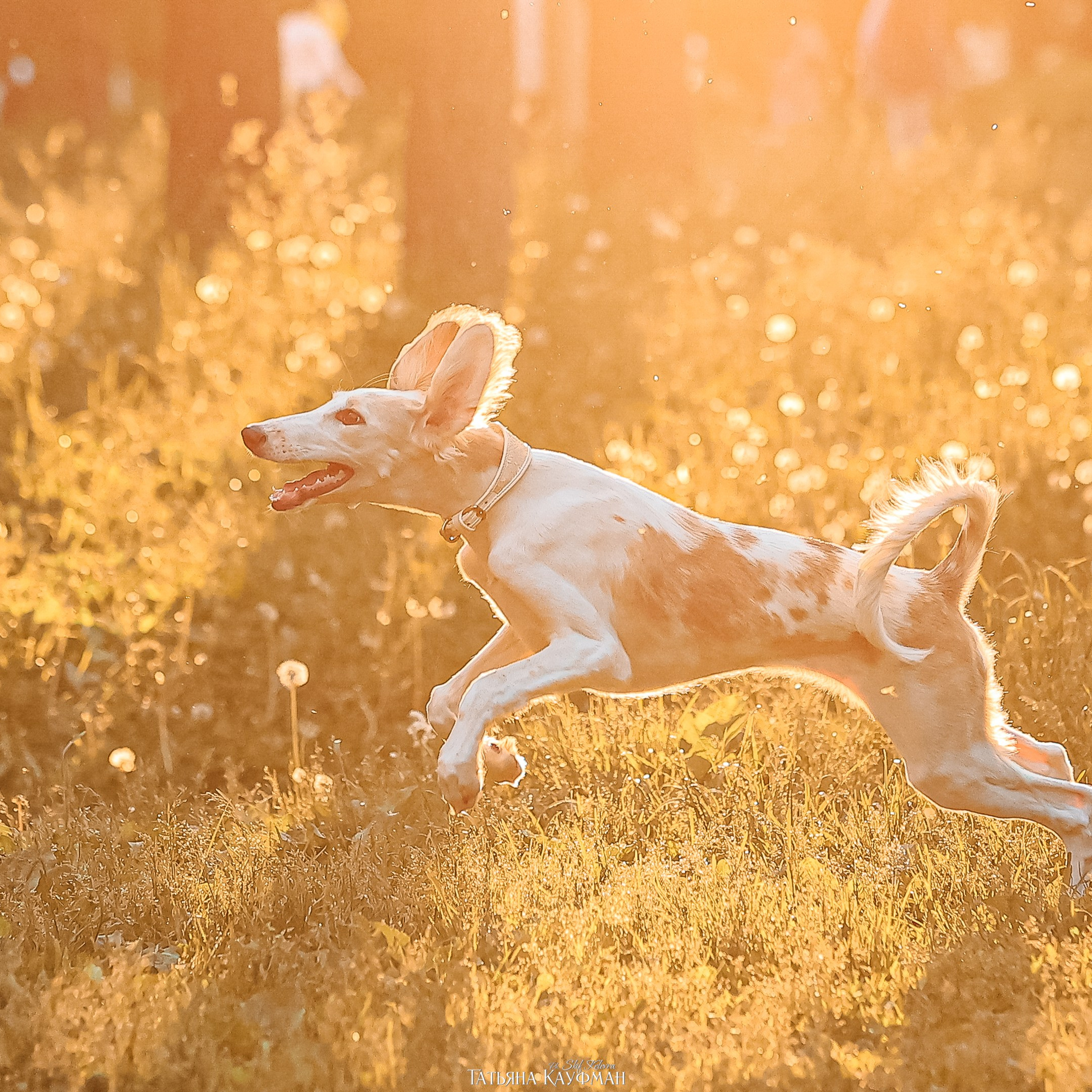 Щенки малых вандейских бассет гриффонов. Фотограф Анималист из Новосибирска Татьяна Кауфман
