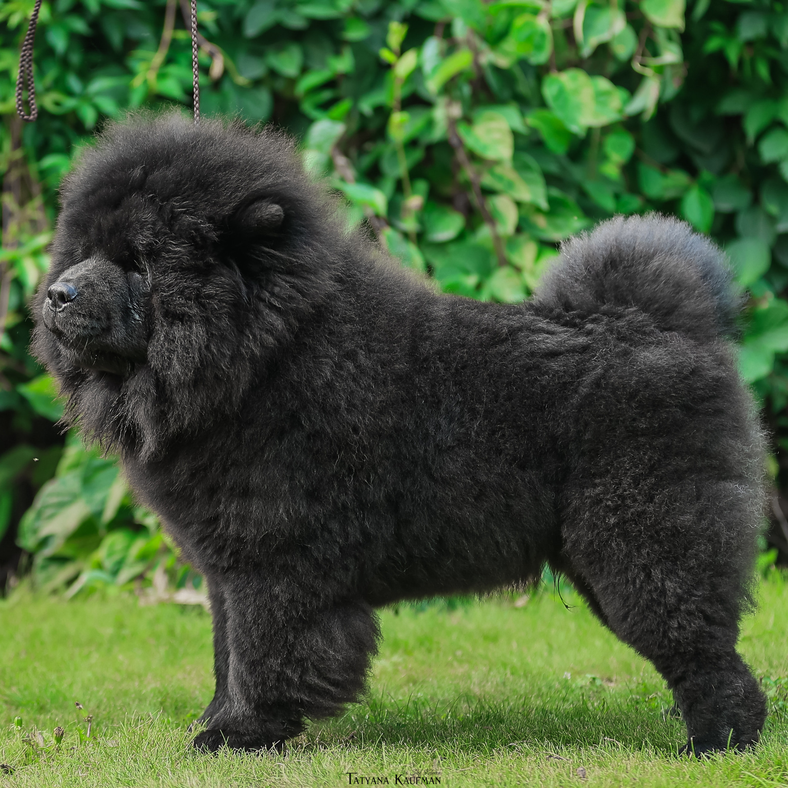 Татьяна Кауфман - отзывы о фотосессия. Фотограф Анималист из Новосибирска Татьяна Кауфман