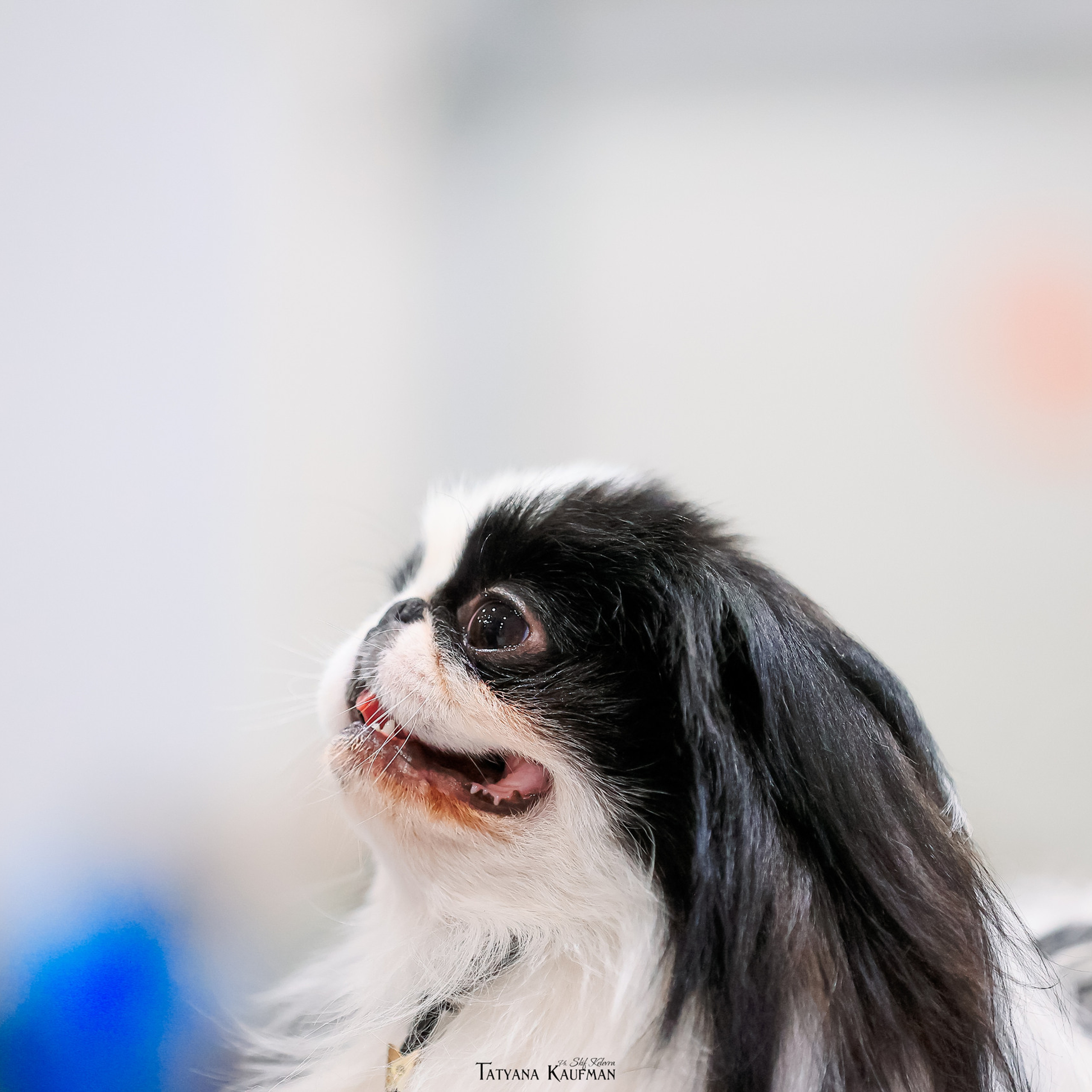 Татьяна Кауфман - отзывы о фотосессия. Фотограф Анималист из Новосибирска Татьяна Кауфман