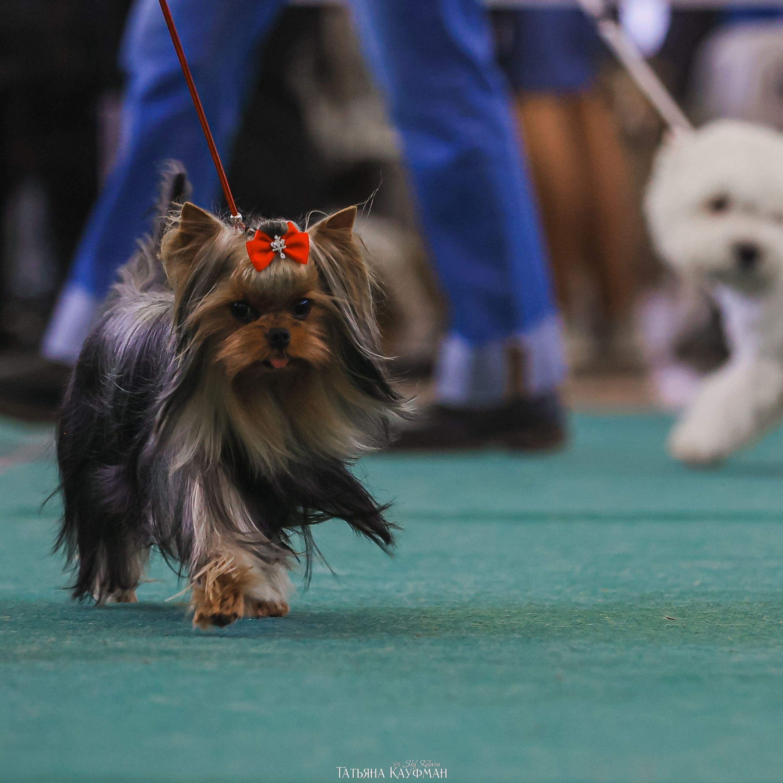 Татьяна Кауфман - отзывы о фотосессия. Фотограф Анималист из Новосибирска Татьяна Кауфман