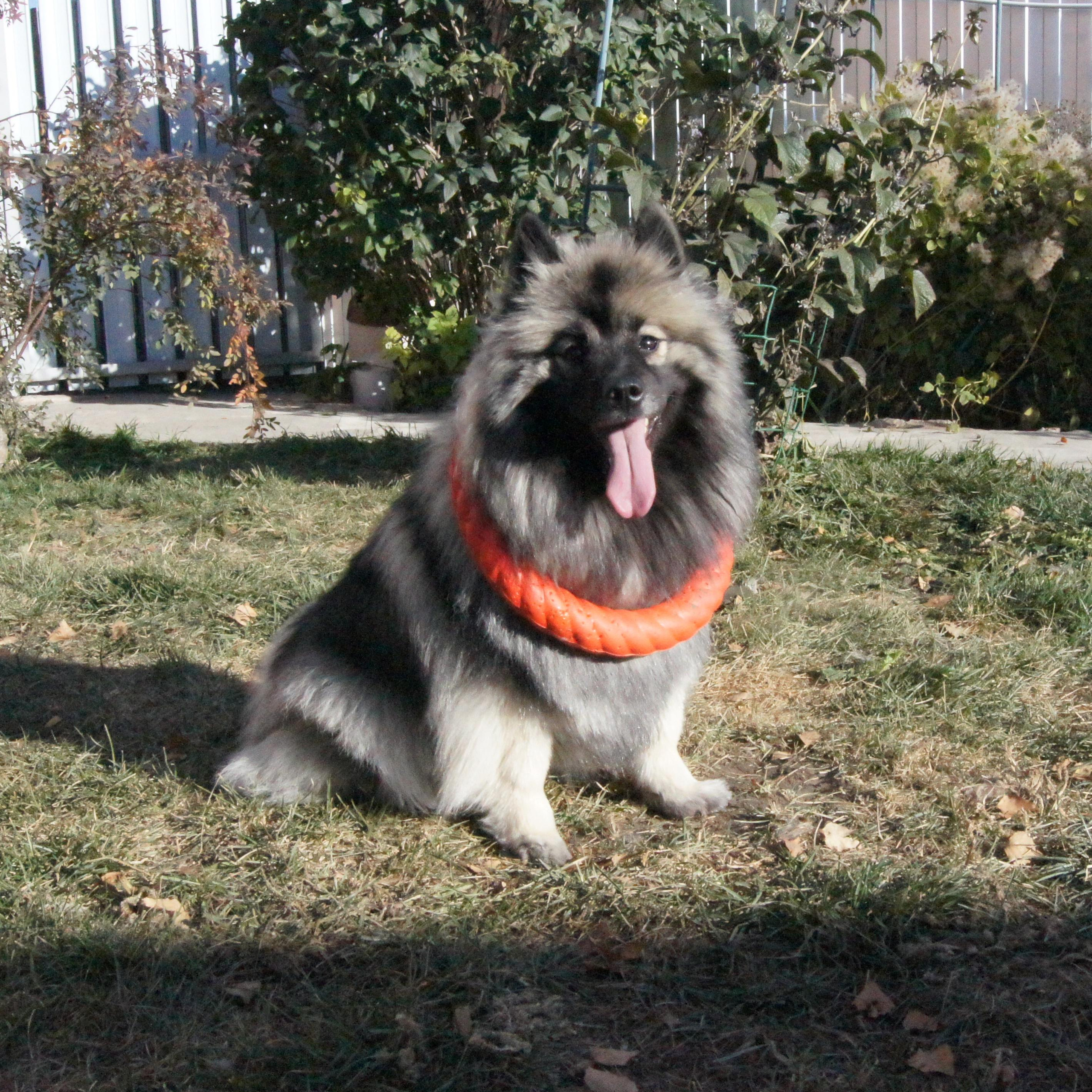 Татьяна Кауфман - отзывы о фотосессия. Фотограф Анималист из Новосибирска Татьяна Кауфман