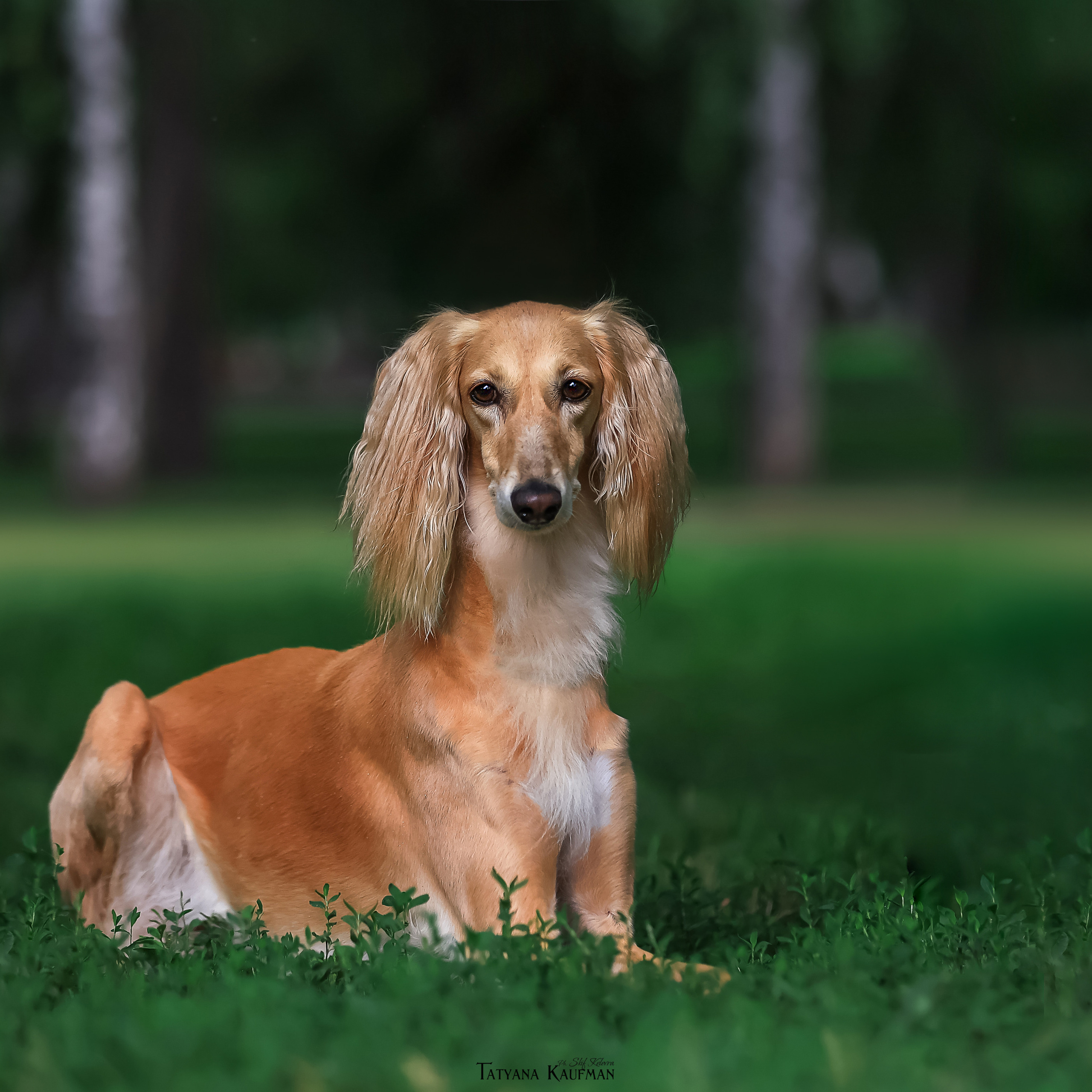 Фотосессия Малинуа. Фотограф Анималист из Новосибирска Татьяна Кауфман