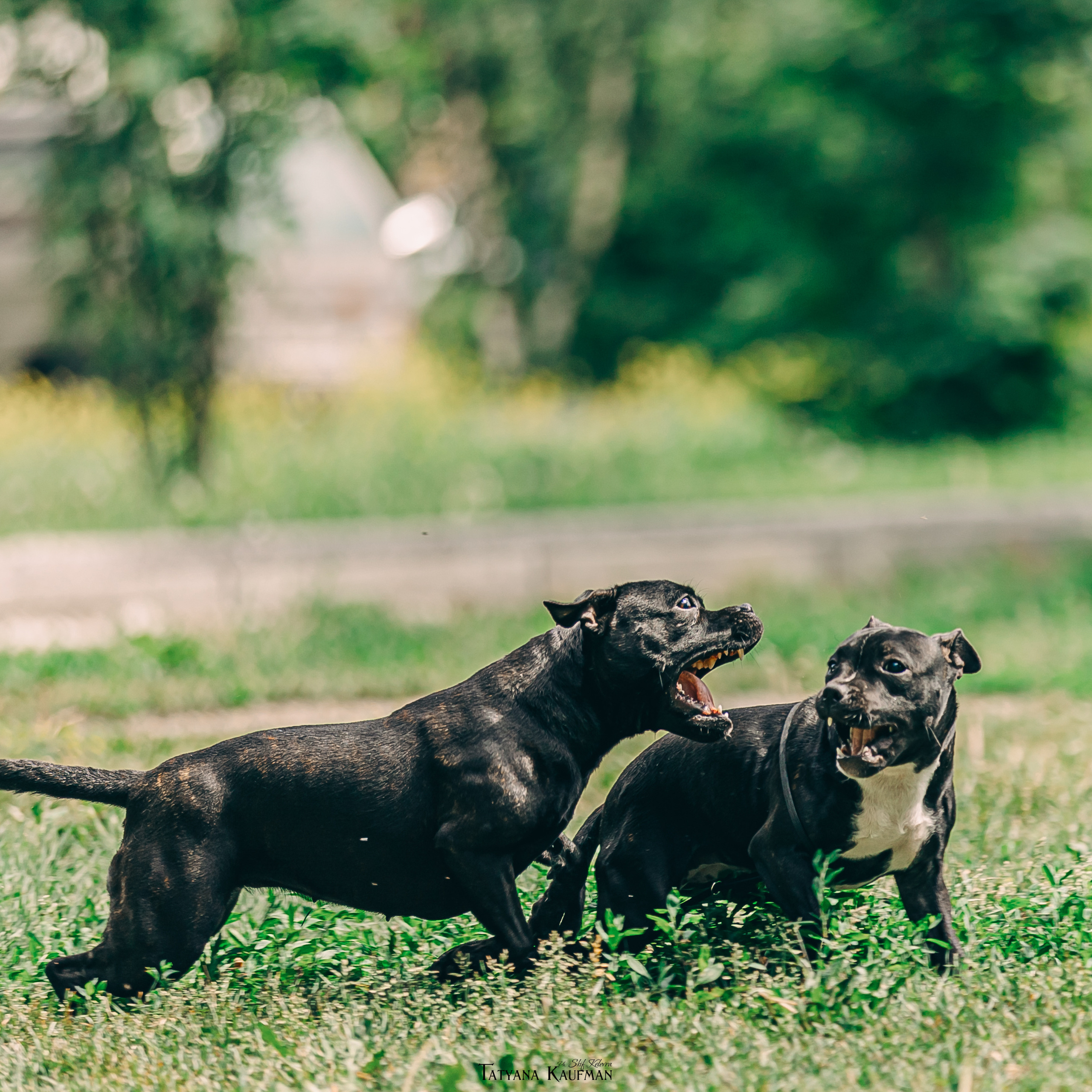 Фотосъемка салюки Флай. Фотограф Анималист из Новосибирска Татьяна Кауфман