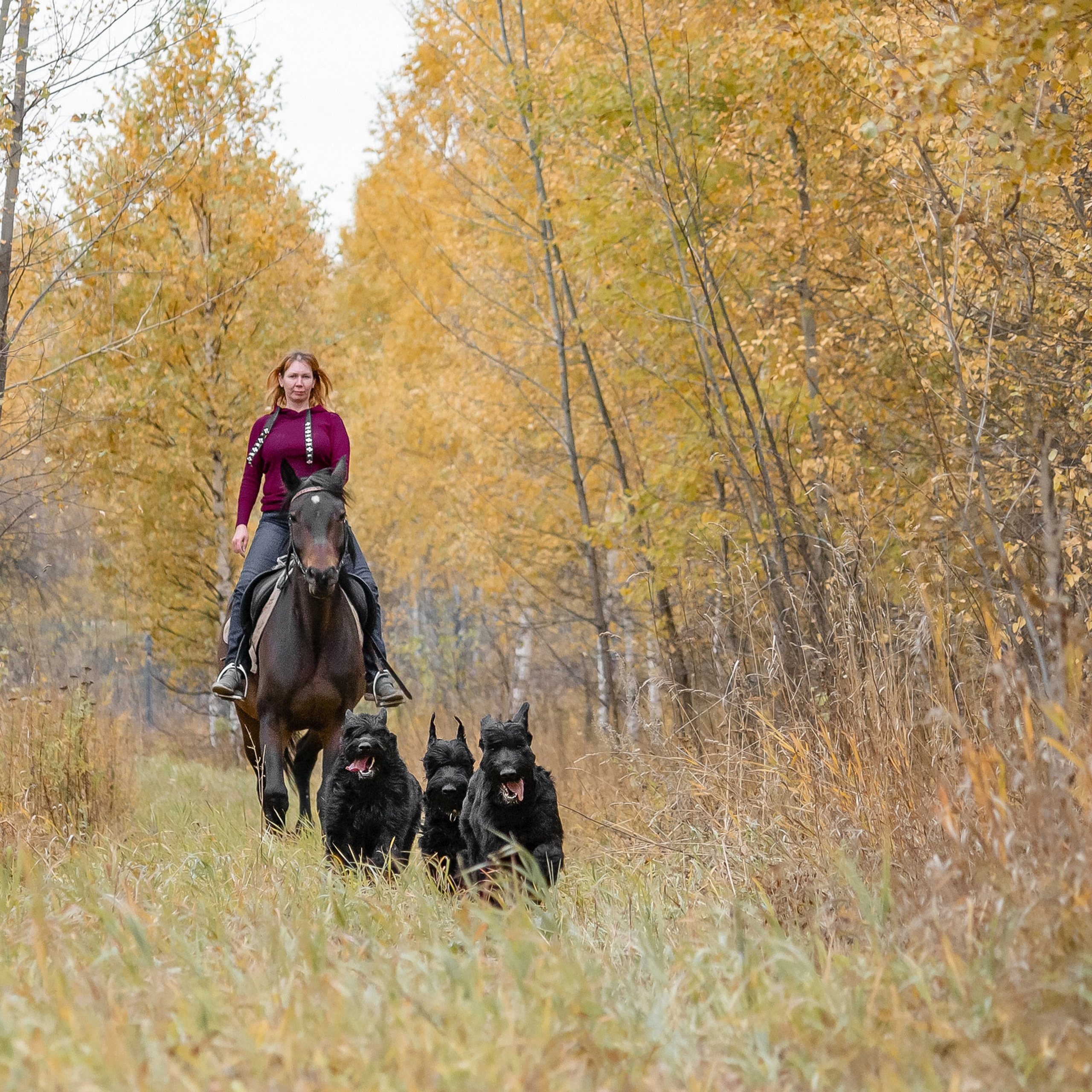 Татьяна Кауфман - отзывы о фотосессия. Фотограф Анималист из Новосибирска Татьяна Кауфман