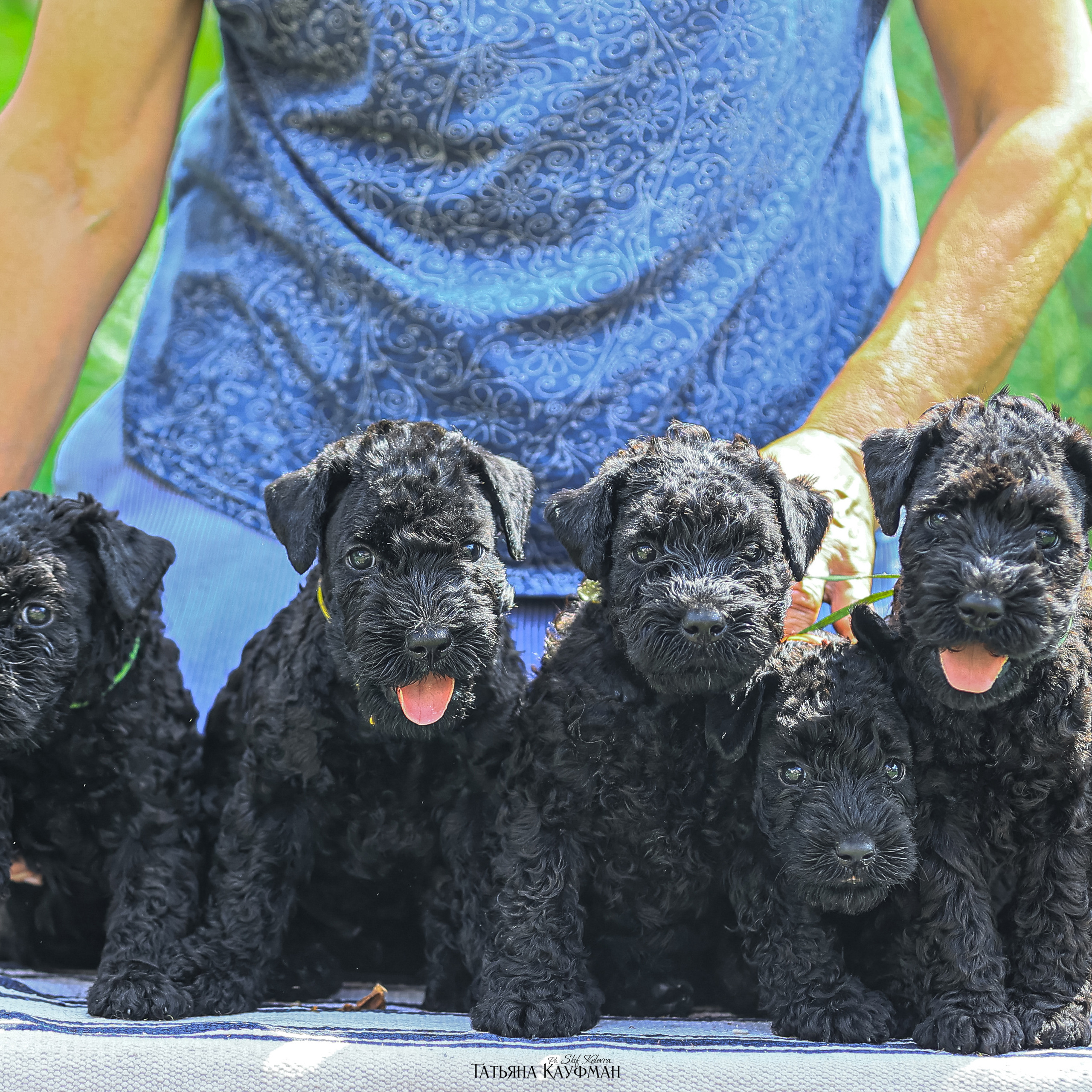 Татьяна Кауфман - отзывы о фотосессия. Фотограф Анималист из Новосибирска Татьяна Кауфман