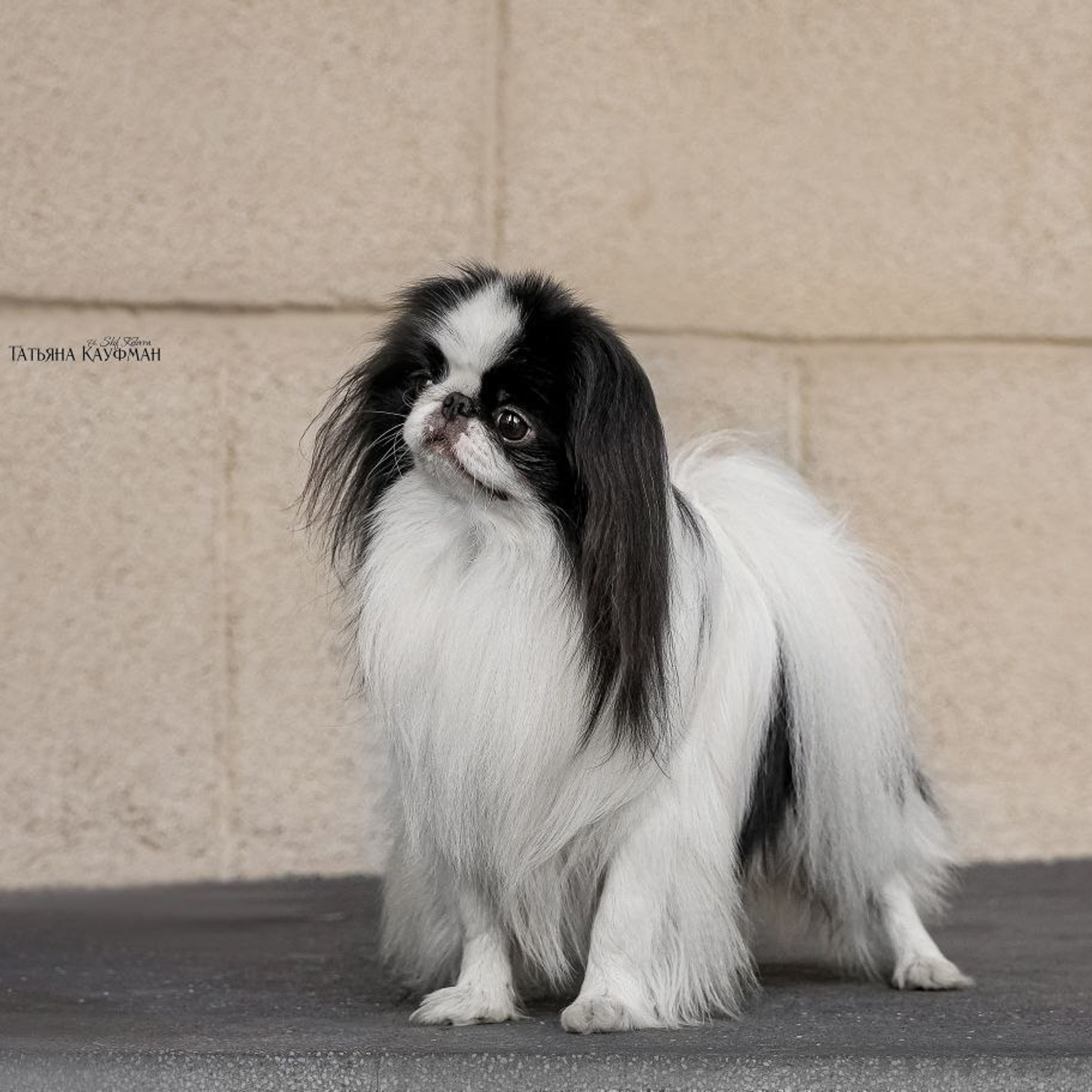 Нейросеть, ИИ, искусственный интеллект, промты собаки, промты кошки, улучшение фото, анималистика, nano Banana