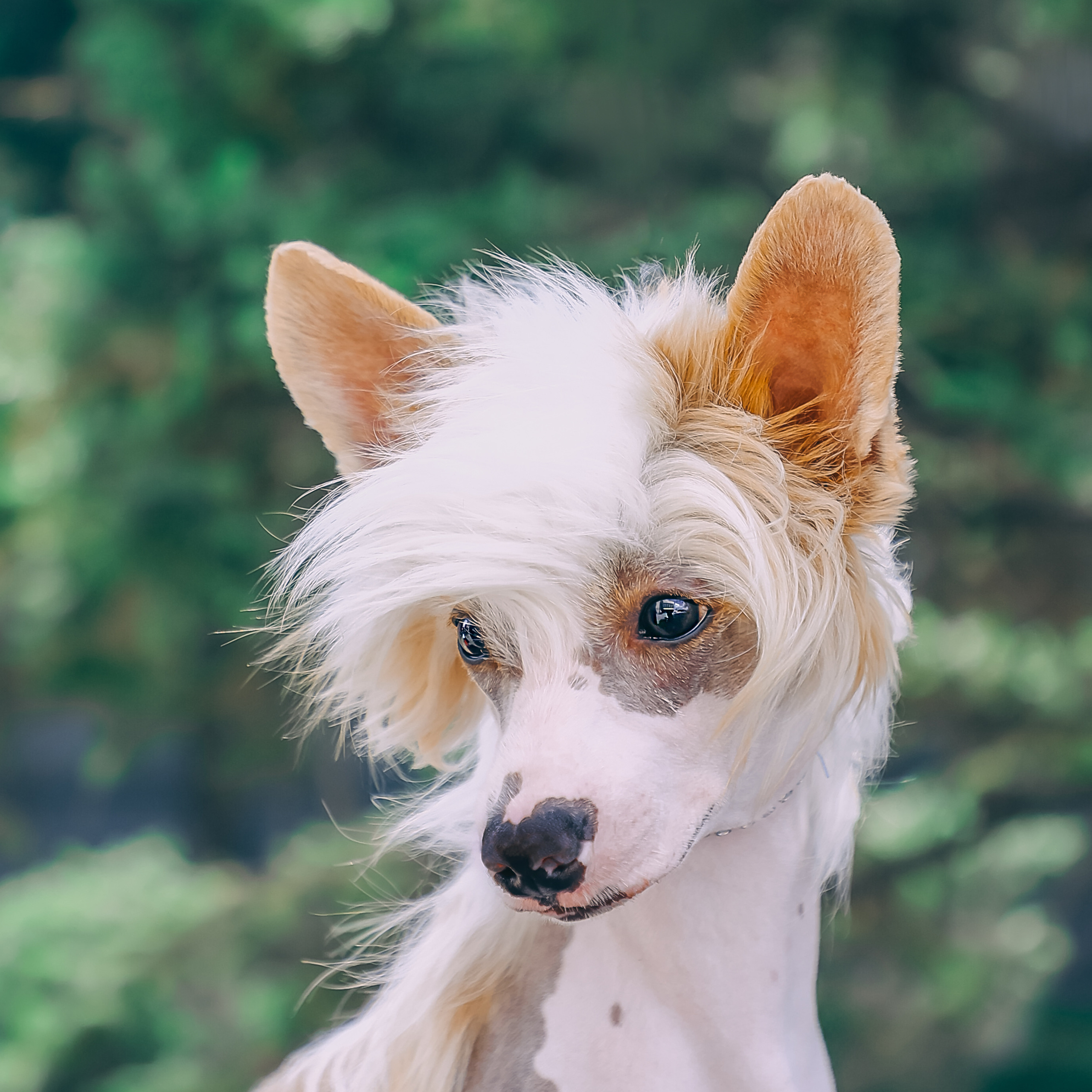 Фотосессия Малинуа. Фотограф Анималист из Новосибирска Татьяна Кауфман