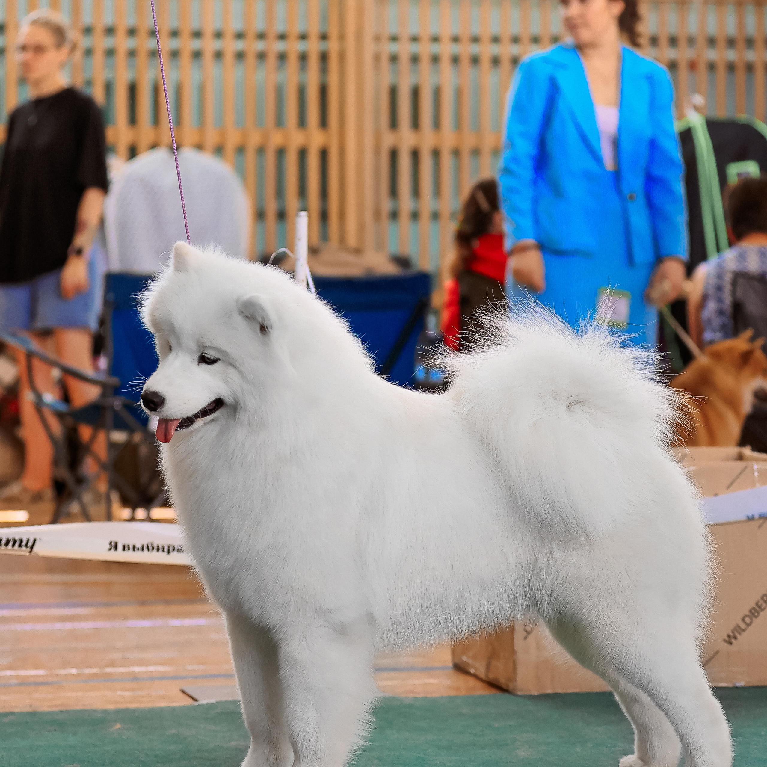 Татьяна Кауфман - отзывы о фотосессия. Фотограф Анималист из Новосибирска Татьяна Кауфман