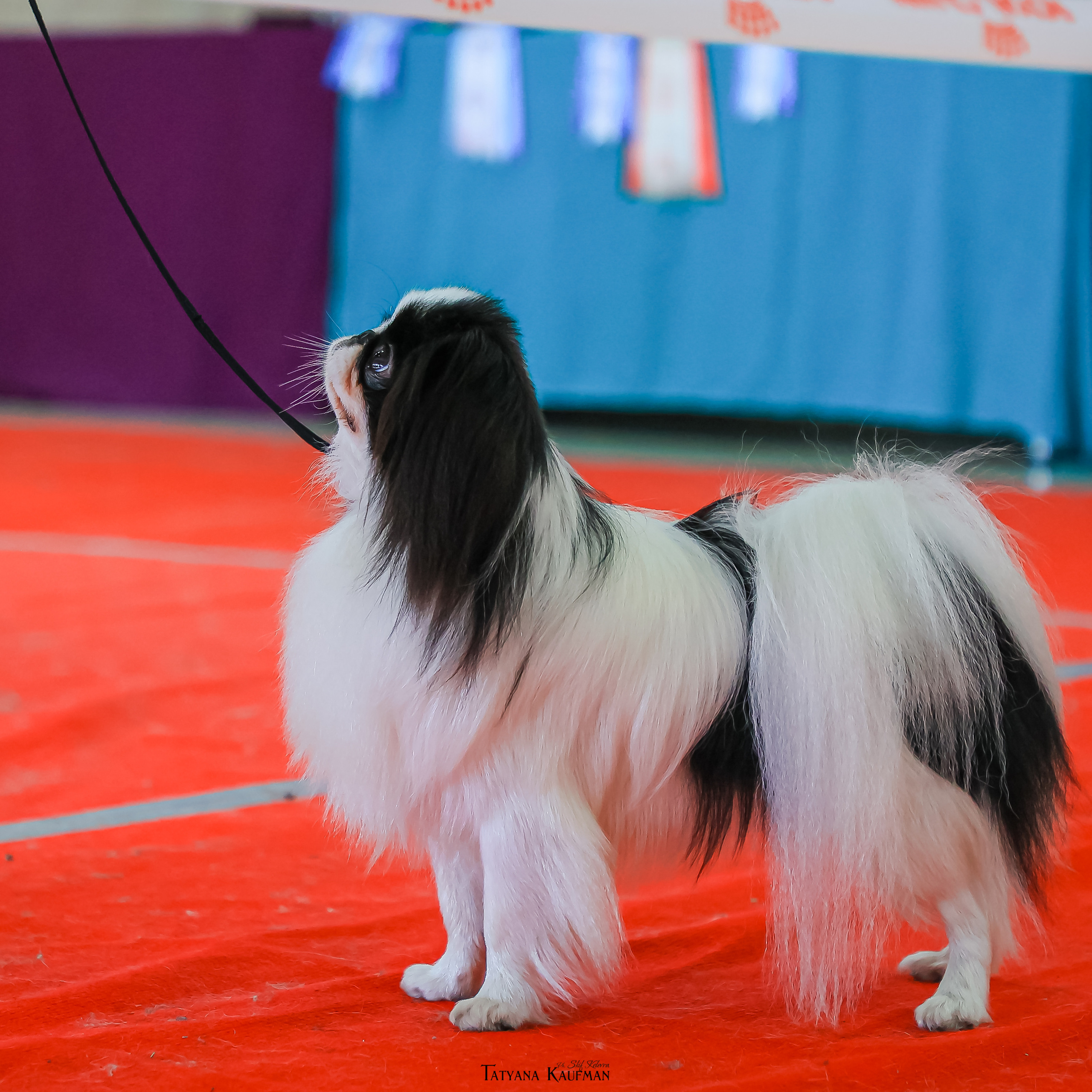 Фотосессия Малинуа. Фотограф Анималист из Новосибирска Татьяна Кауфман