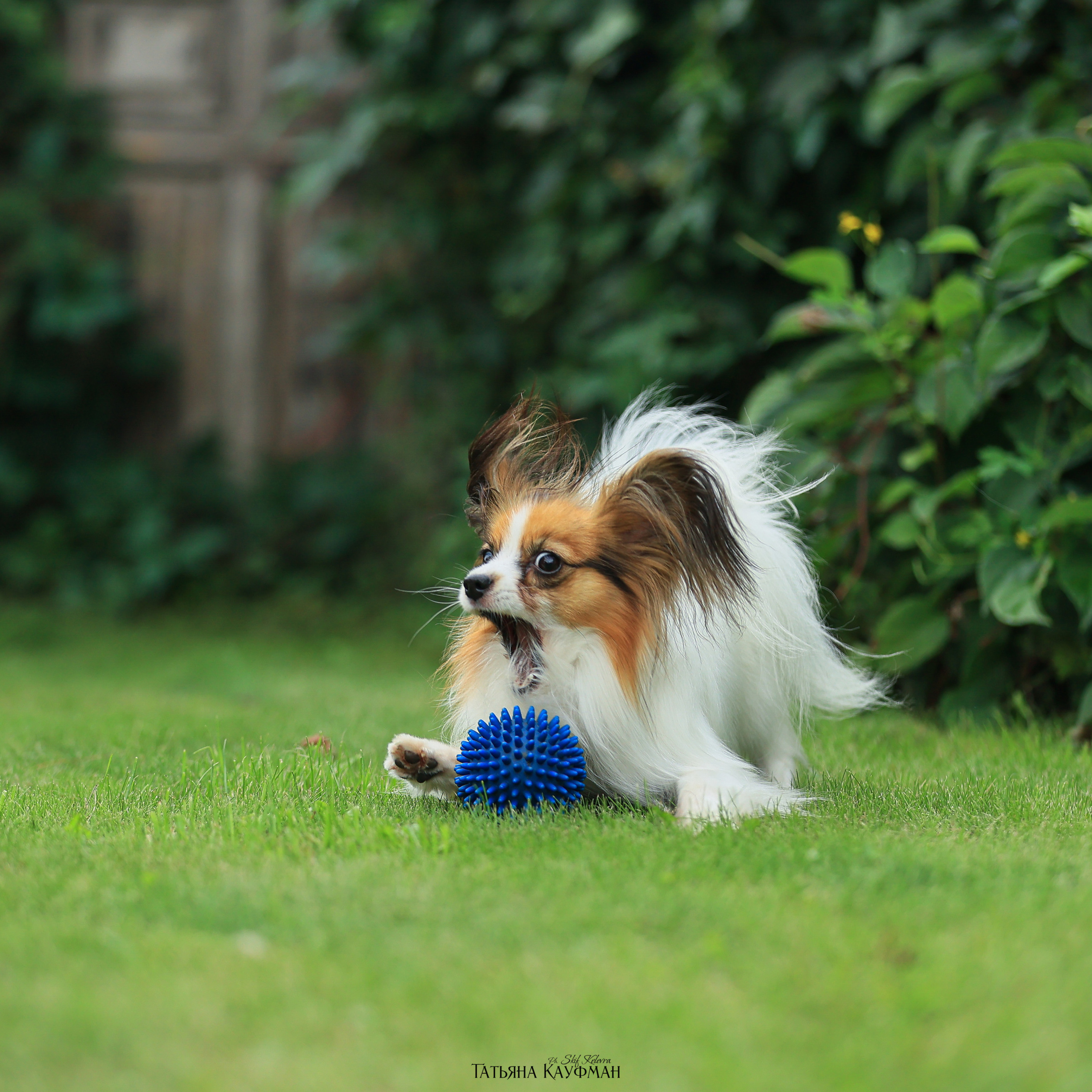 Татьяна Кауфман - отзывы о фотосессия. Фотограф Анималист из Новосибирска Татьяна Кауфман