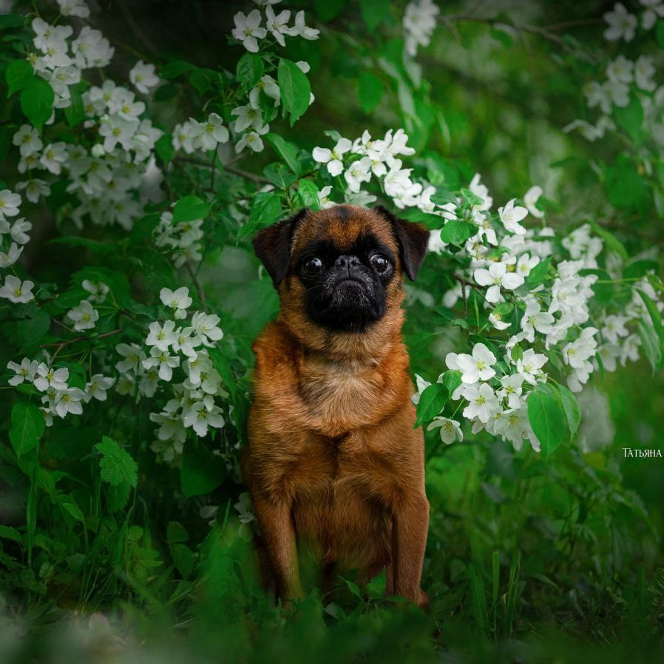 Нейросеть, ИИ, искусственный интеллект, промты собаки, промты кошки, улучшение фото, анималистика, nano Banana