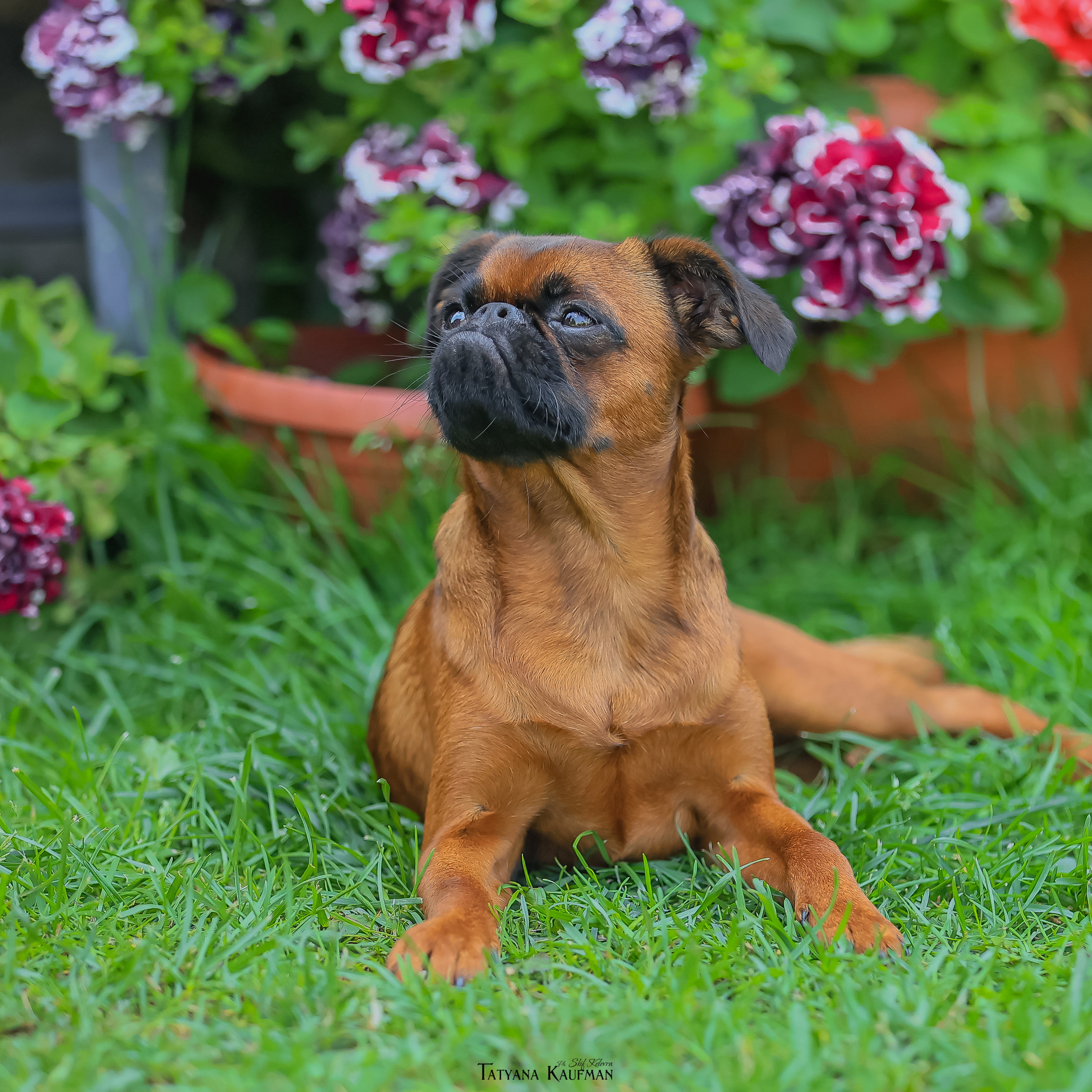 Дельфина и Флай. Фотограф Анималист из Новосибирска Татьяна Кауфман