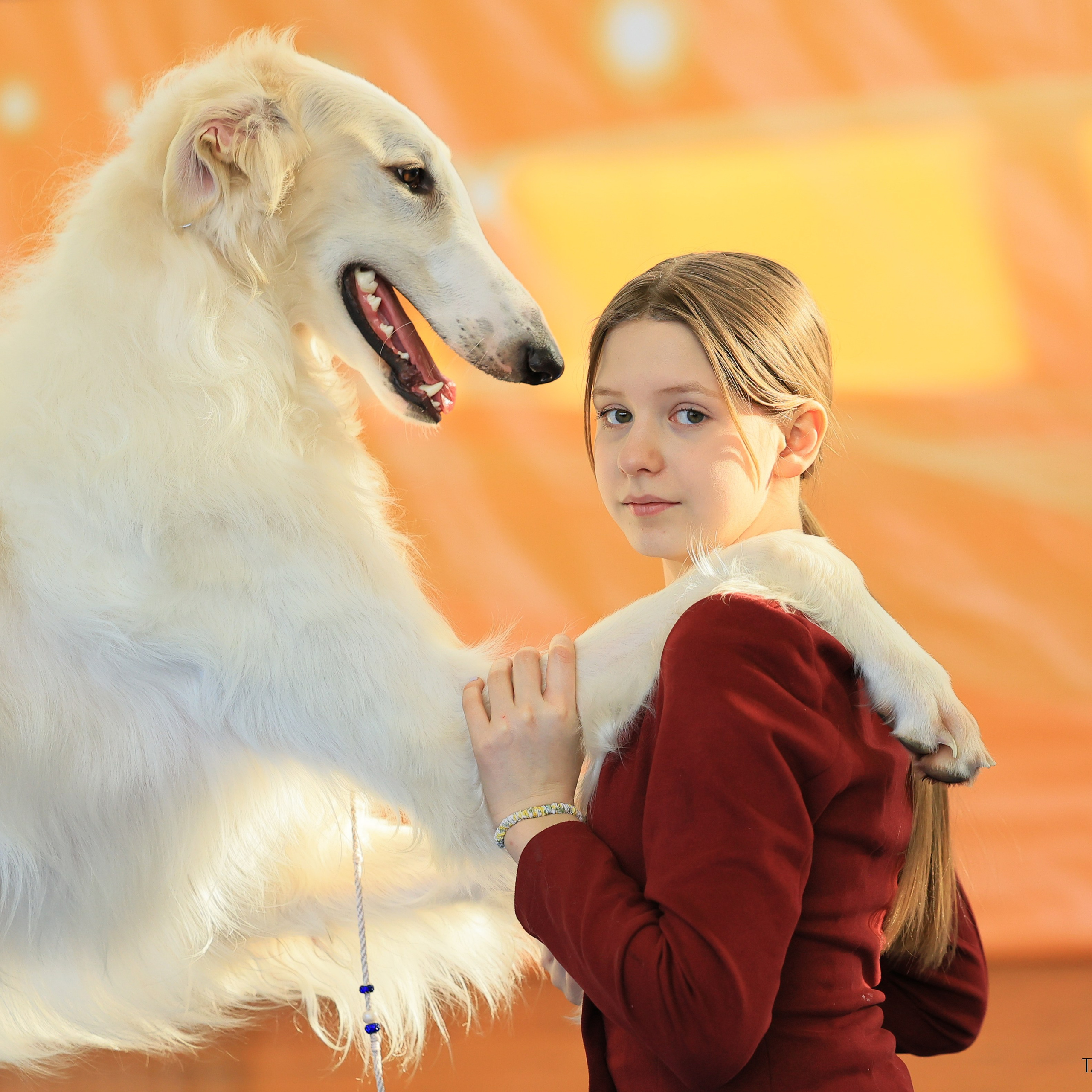 Фотосъемка японских хинов. Фотограф Анималист из Новосибирска Татьяна Кауфман