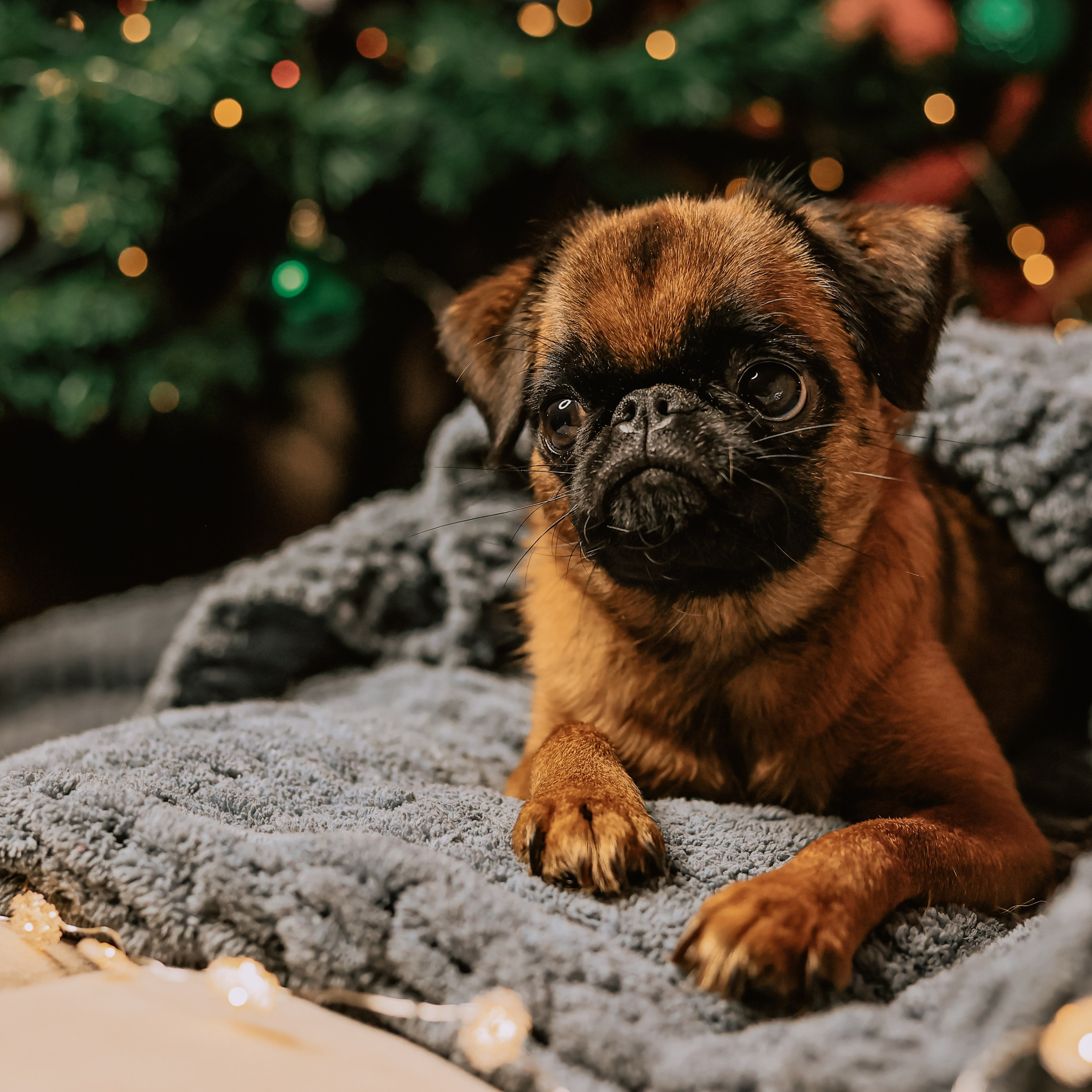 Щенки малых вандейских бассет гриффонов. Фотограф Анималист из Новосибирска Татьяна Кауфман