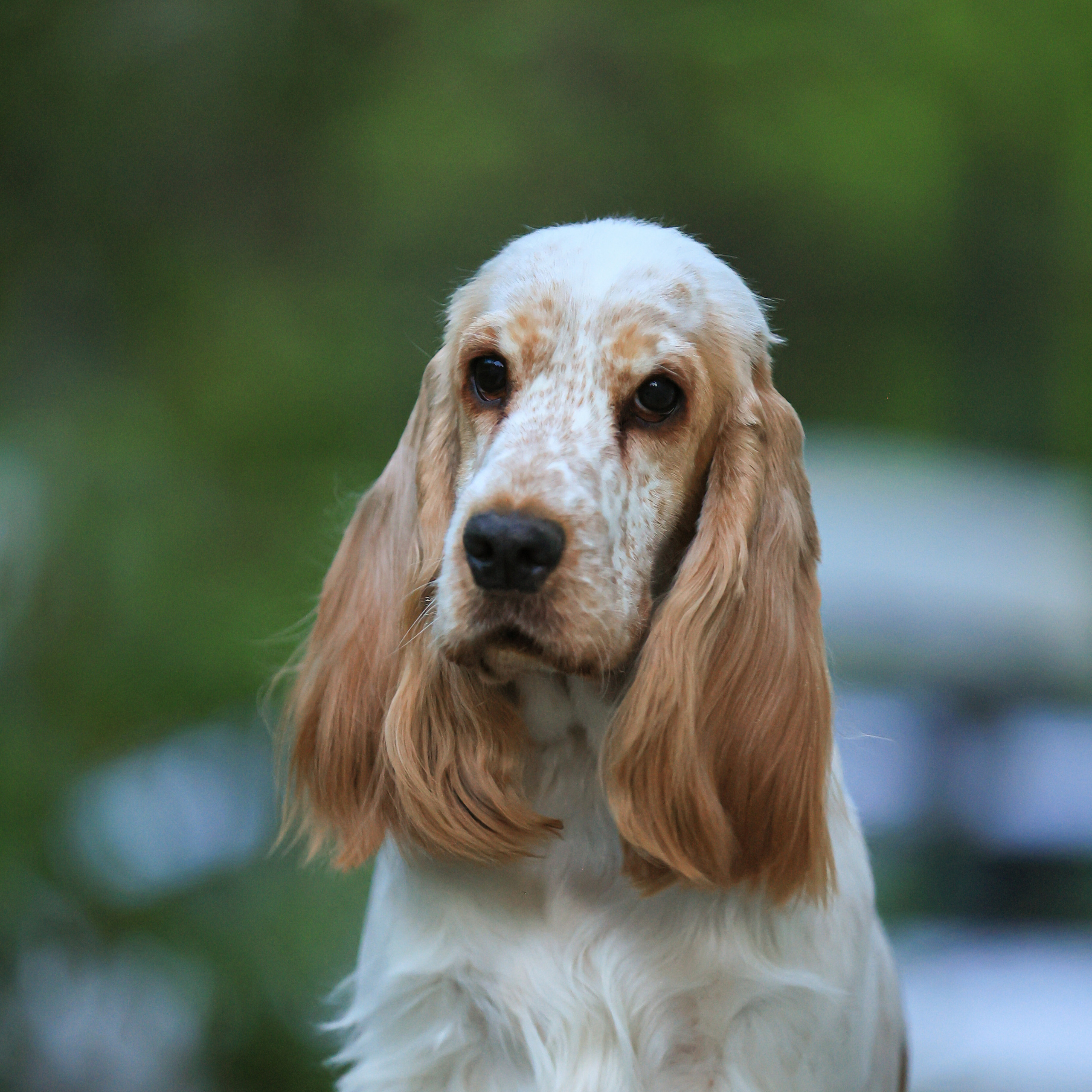 Татьяна Кауфман - отзывы о фотосессия. Фотограф Анималист из Новосибирска Татьяна Кауфман