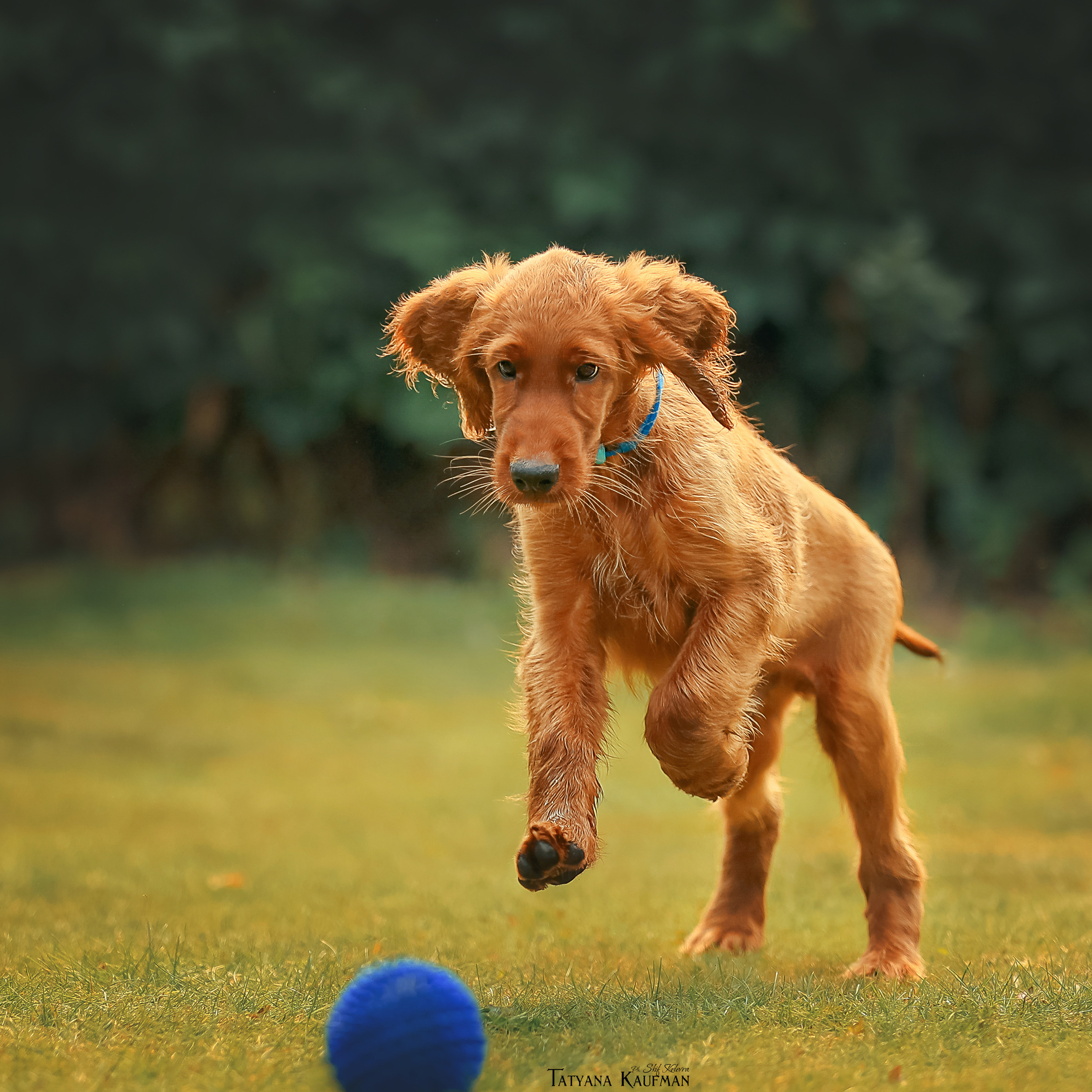 Дельфина и Флай. Фотограф Анималист из Новосибирска Татьяна Кауфман