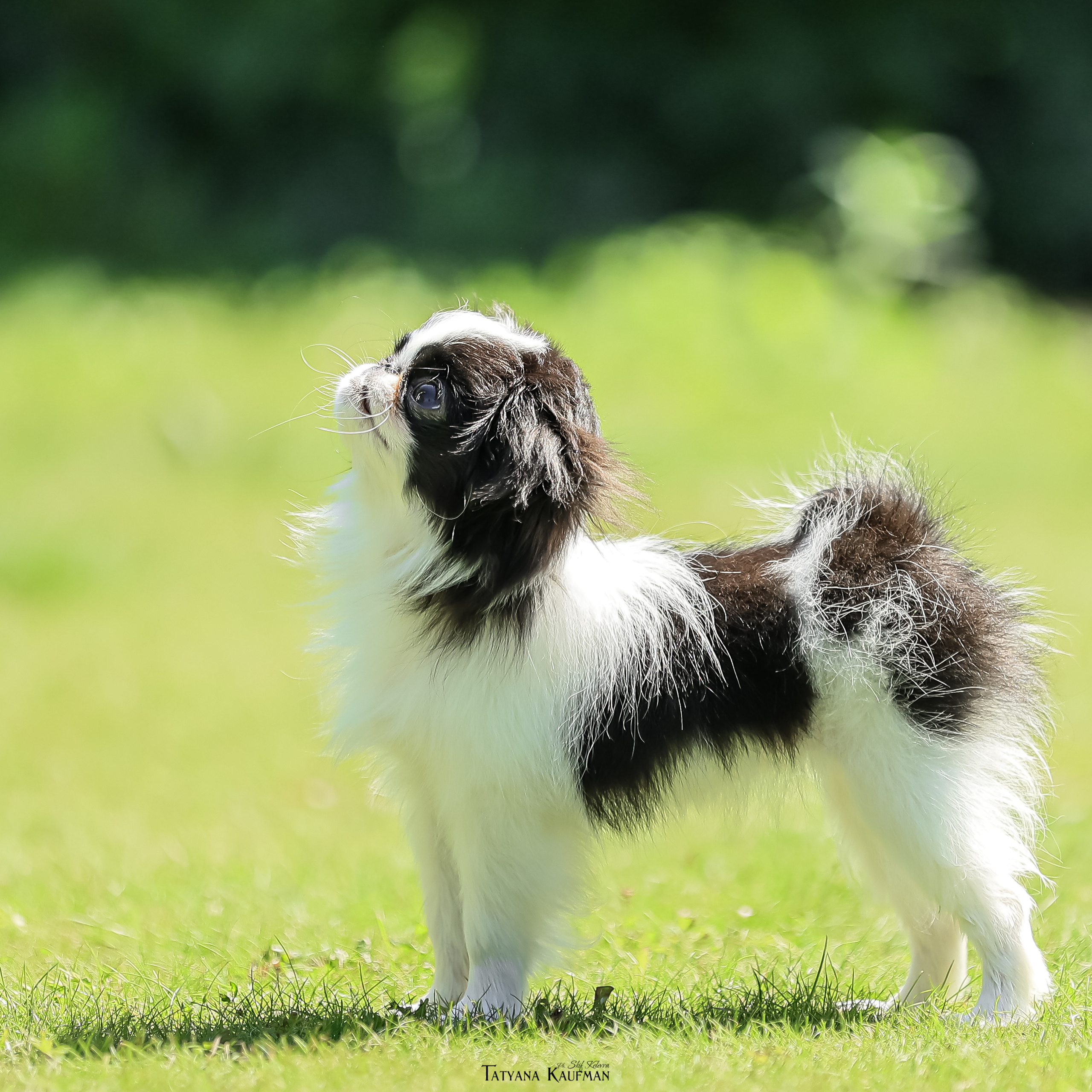 Дельфина и Флай. Фотограф Анималист из Новосибирска Татьяна Кауфман