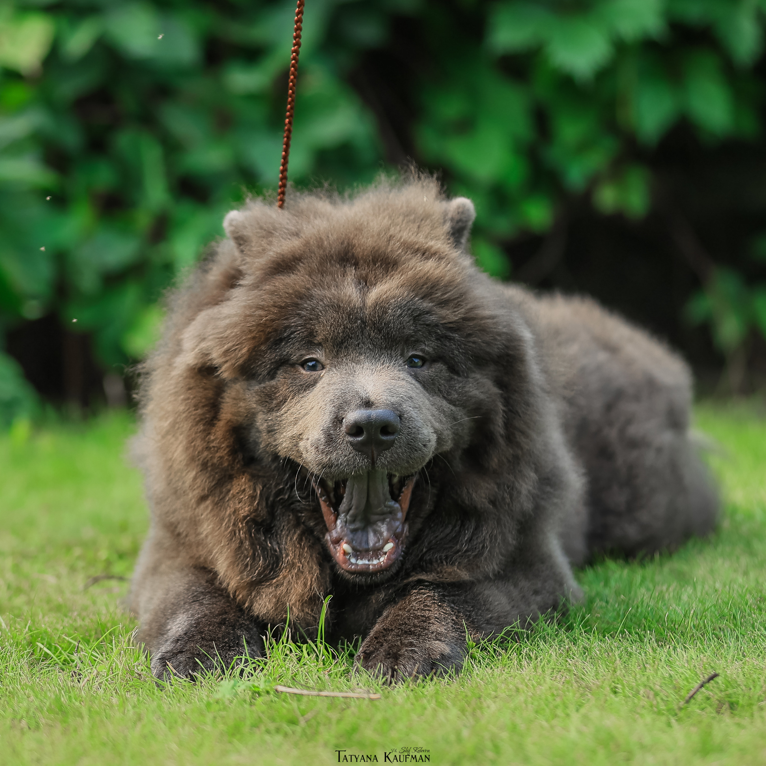 Дельфина и Флай. Фотограф Анималист из Новосибирска Татьяна Кауфман