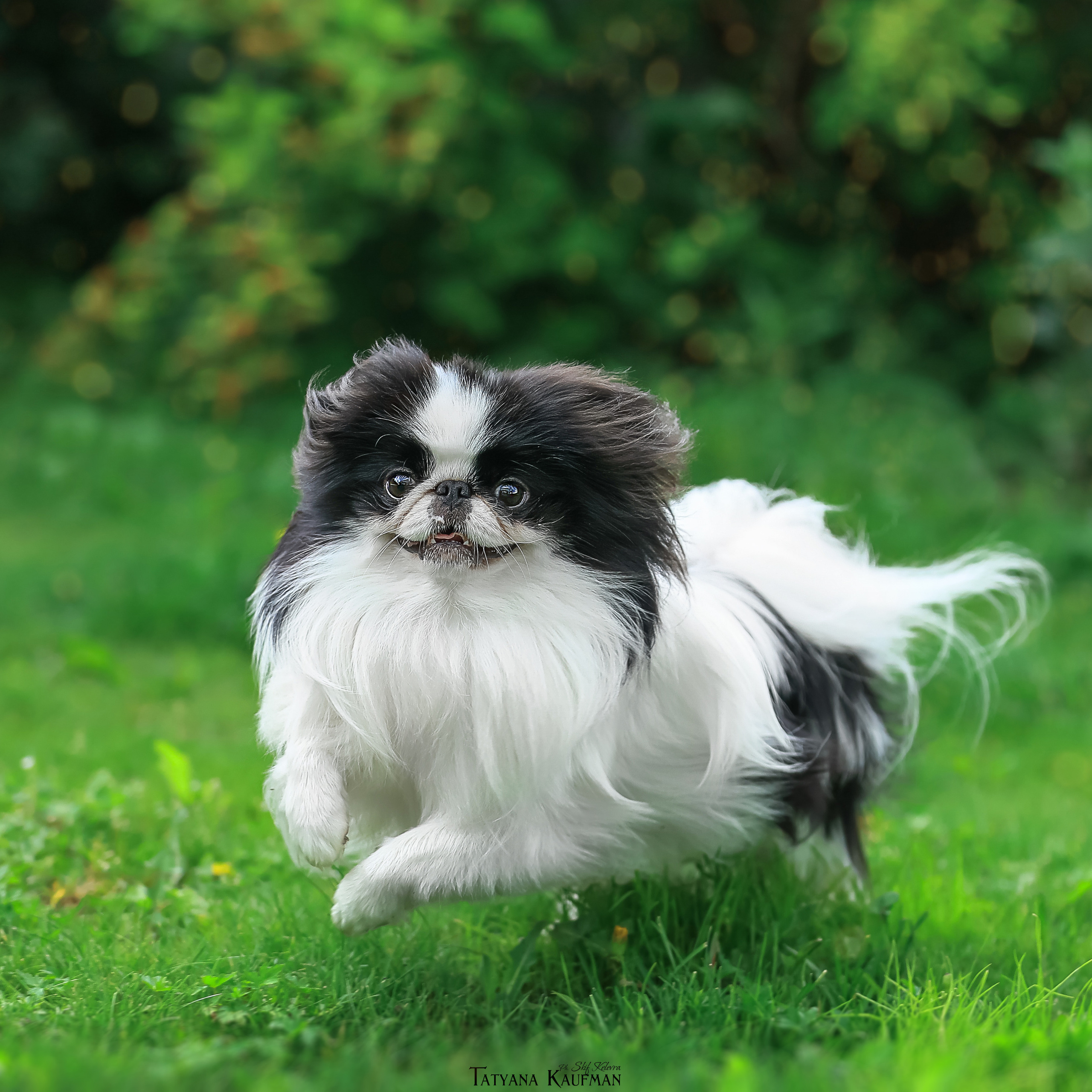 Фотосессия Малинуа. Фотограф Анималист из Новосибирска Татьяна Кауфман