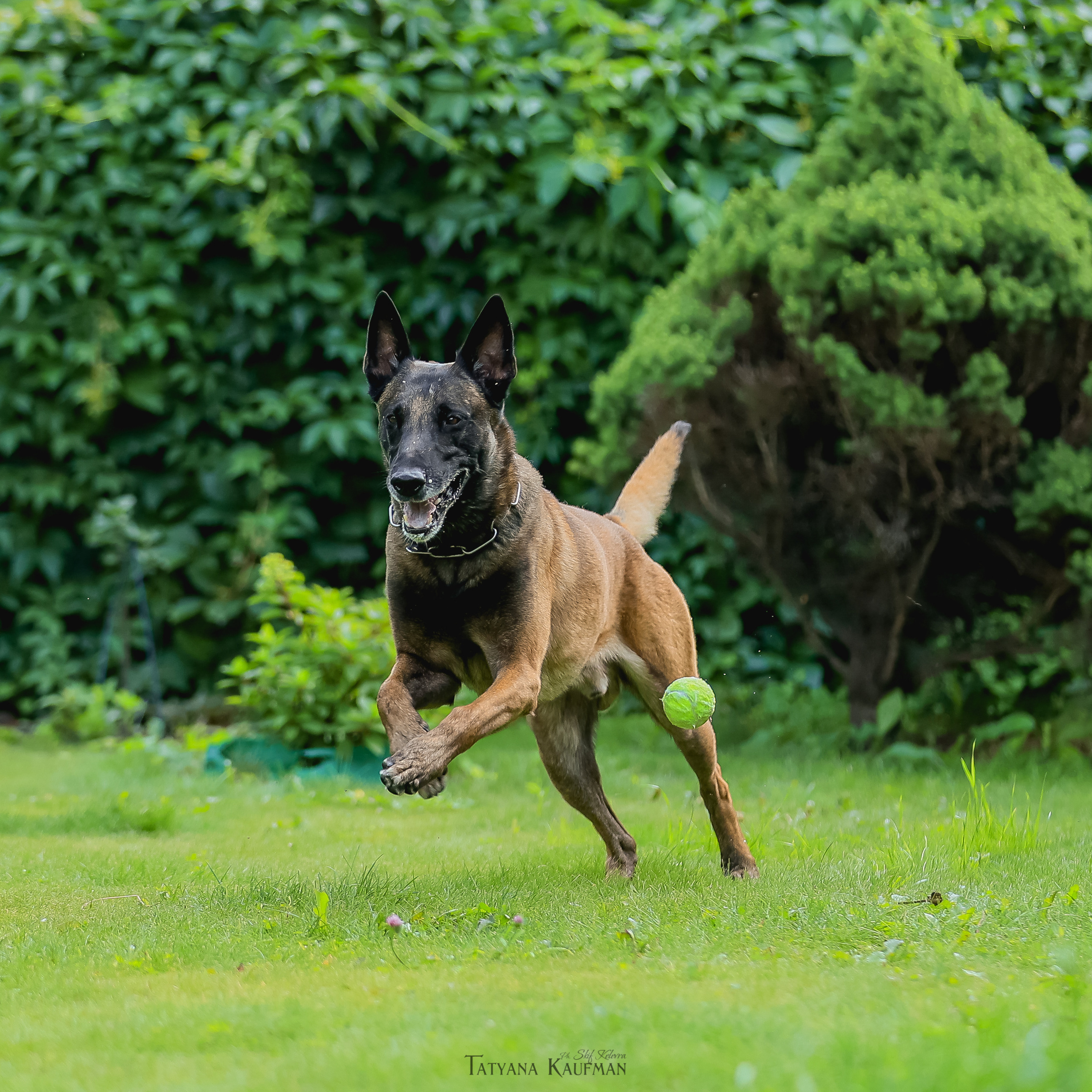 Дельфина и Флай. Фотограф Анималист из Новосибирска Татьяна Кауфман