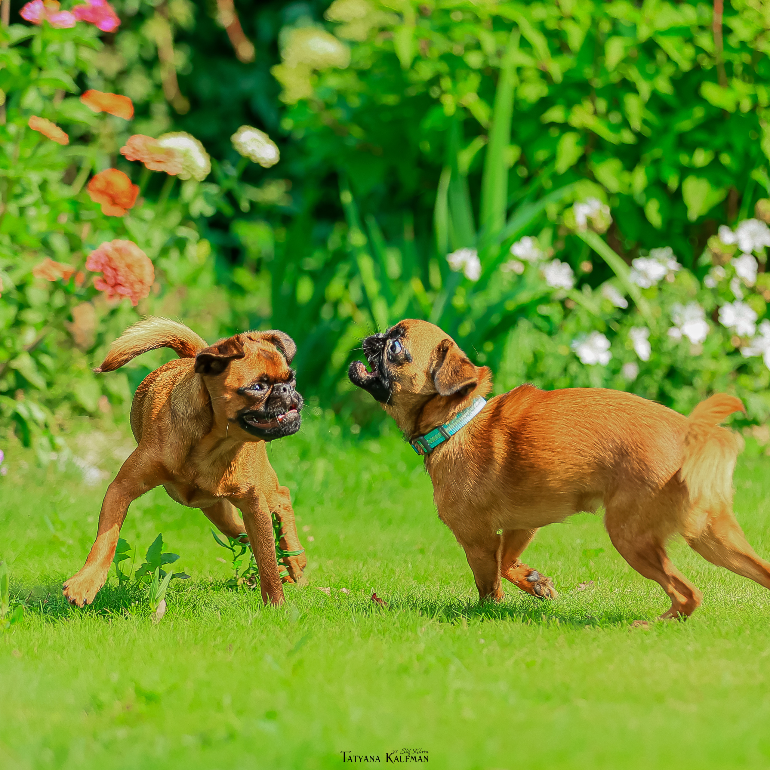 Дельфина и Флай. Фотограф Анималист из Новосибирска Татьяна Кауфман