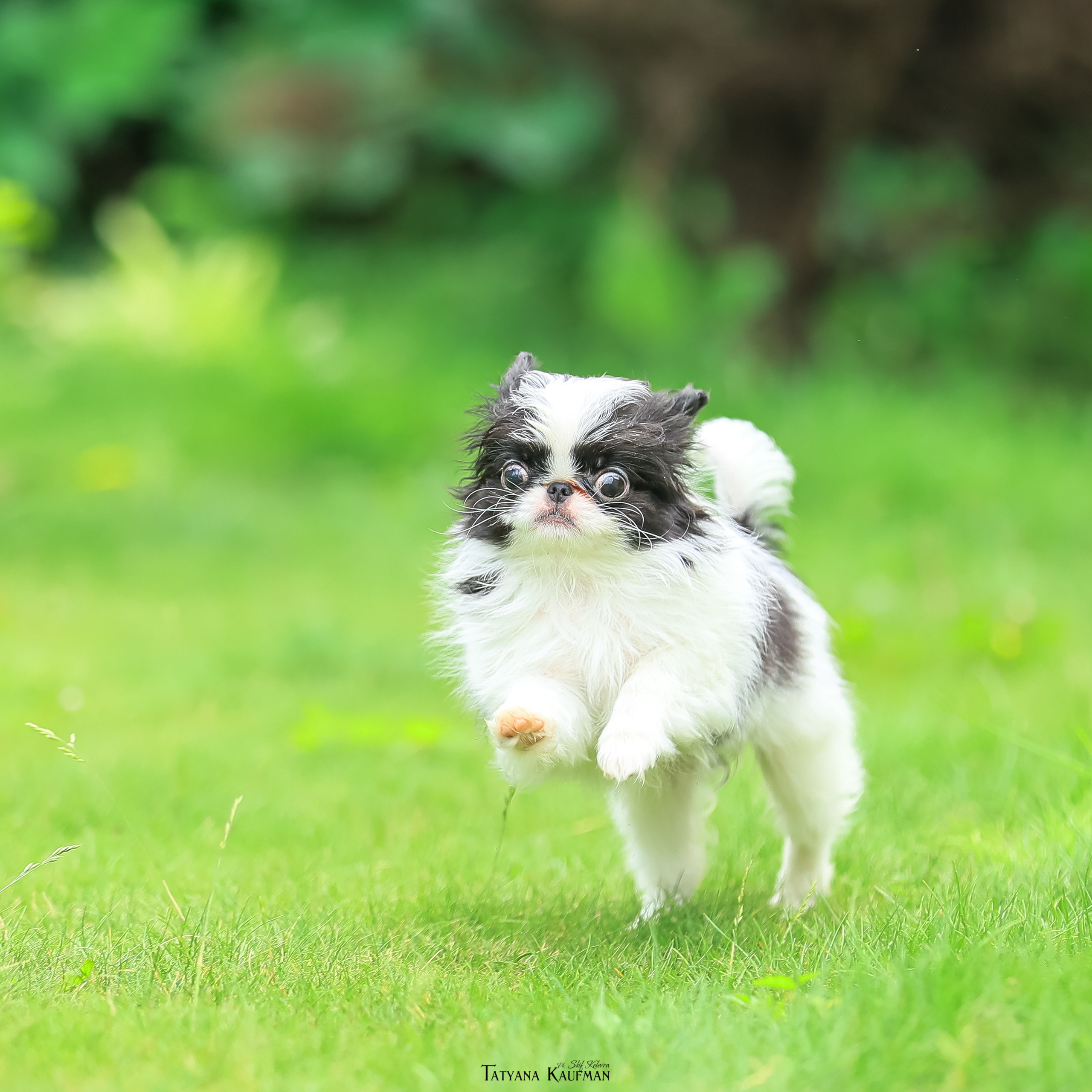 Фотосессия Малинуа. Фотограф Анималист из Новосибирска Татьяна Кауфман