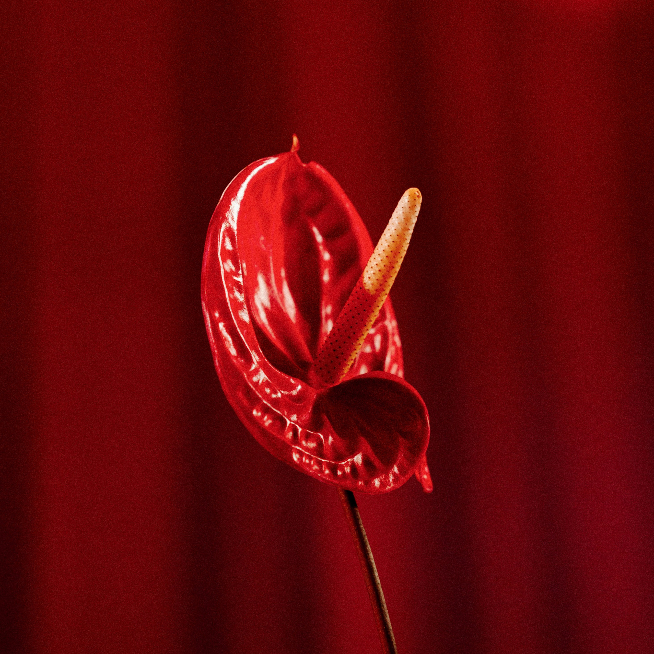 ЛЮБОВЬ КРАСНА