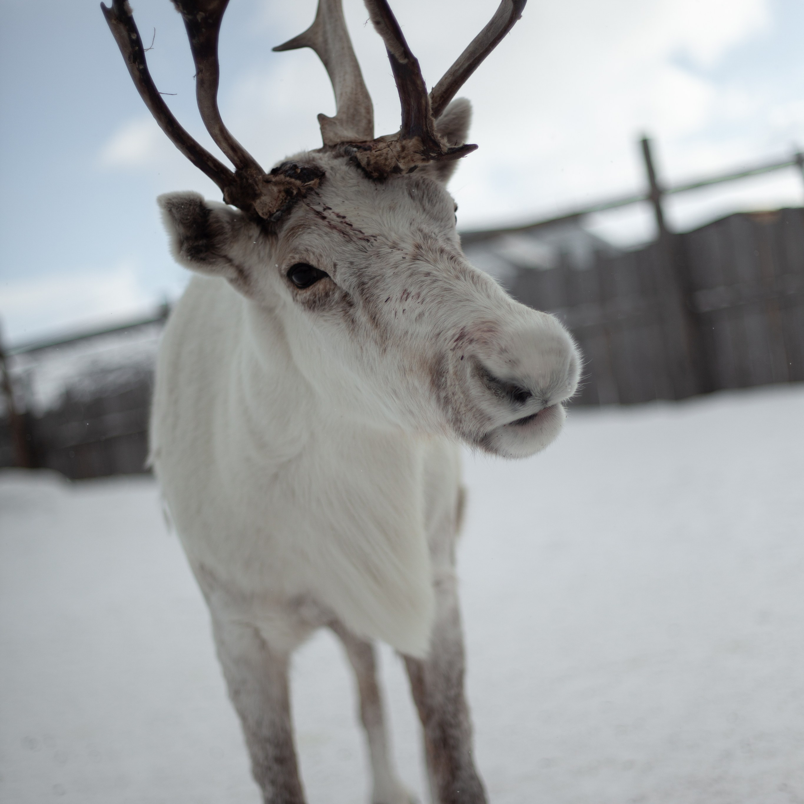 Путешествие по Териберке. Северное сияние. Уникальные экспедиции — LUCKY CLAN