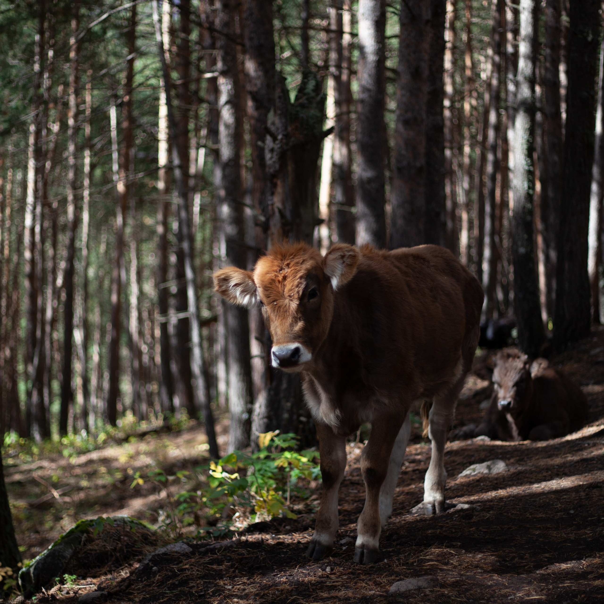 Трекинг Приэльбрусье. Октябрь 2023. Уникальные экспедиции — LUCKY CLAN