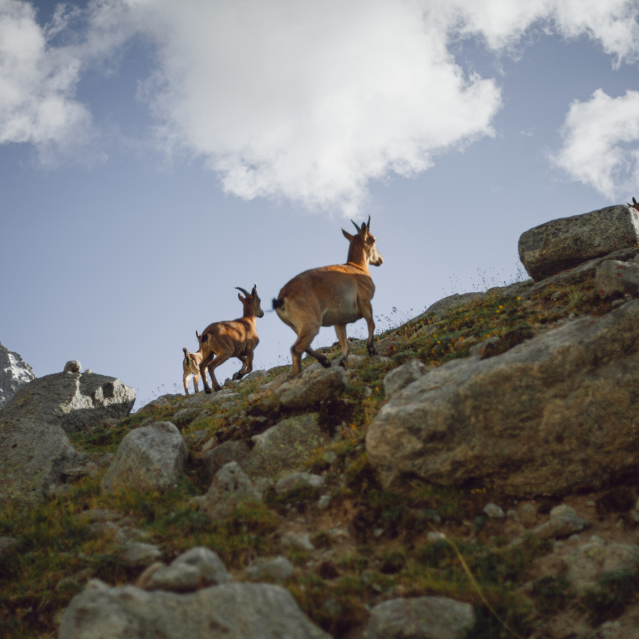 Восхождение на Эльбрус. Акклиматизация в ущелье "Адыр-Су"