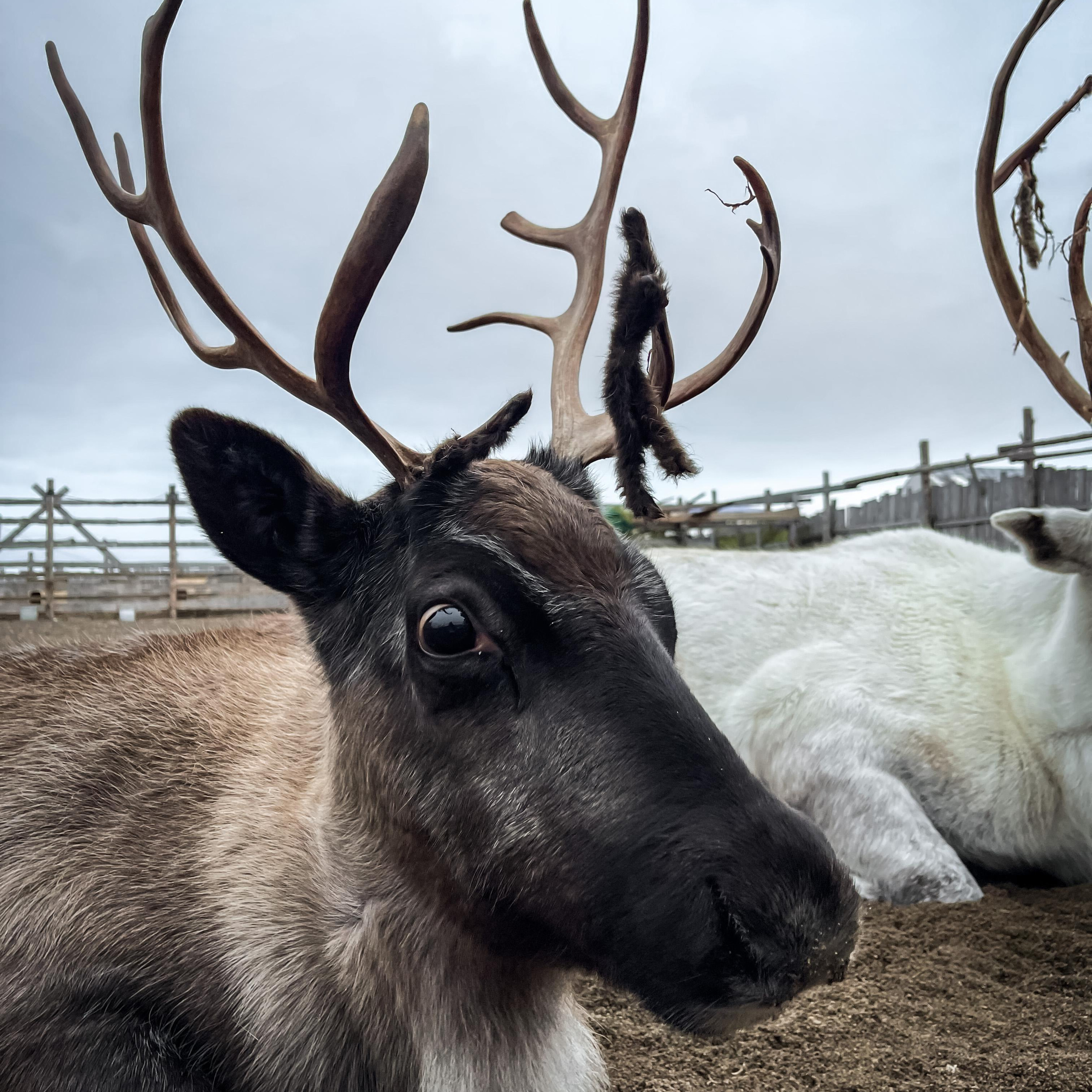 Путешествие по Териберке. Северное сияние. Уникальные экспедиции — LUCKY CLAN