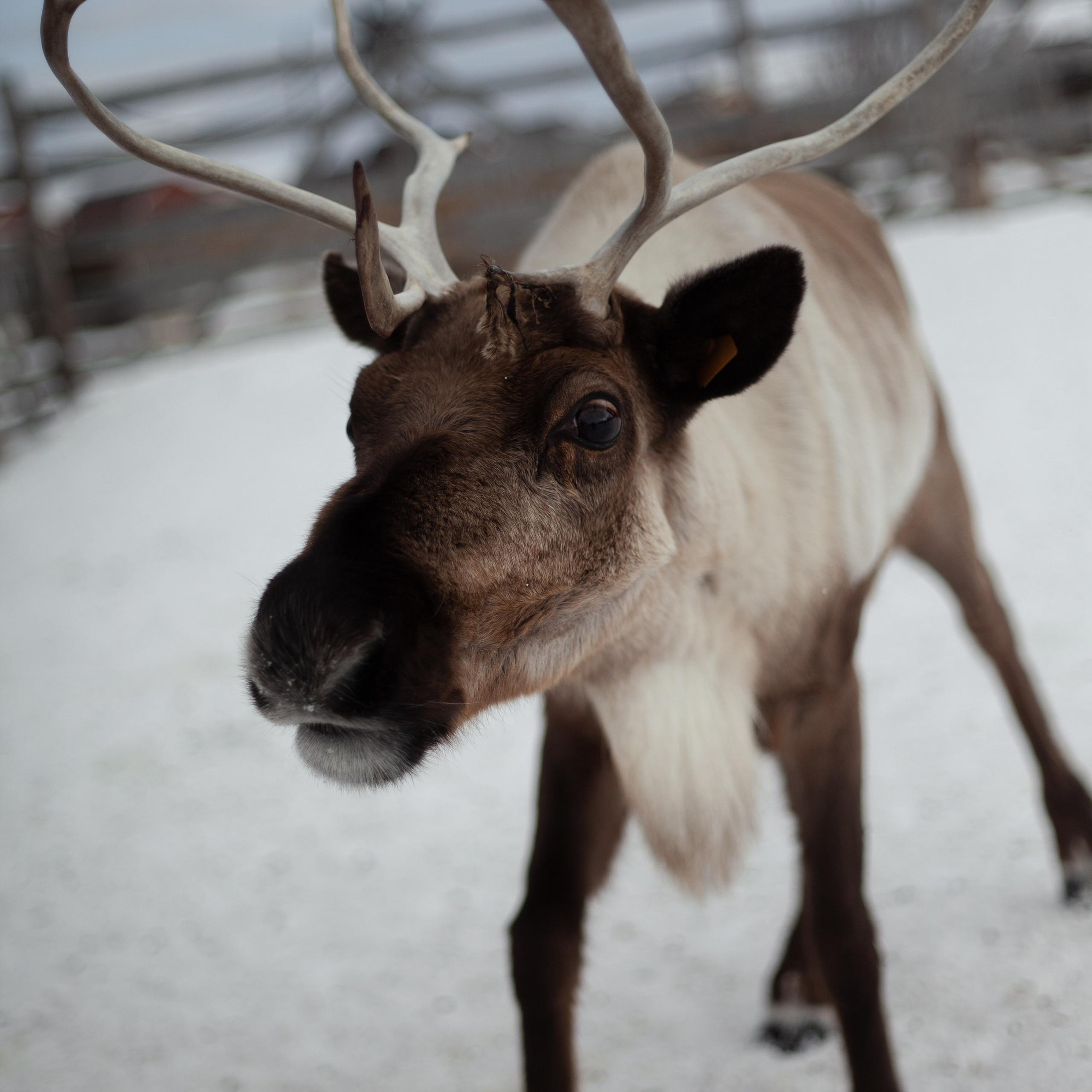 Териберка. Март 2024. Уникальные экспедиции — LUCKY CLAN