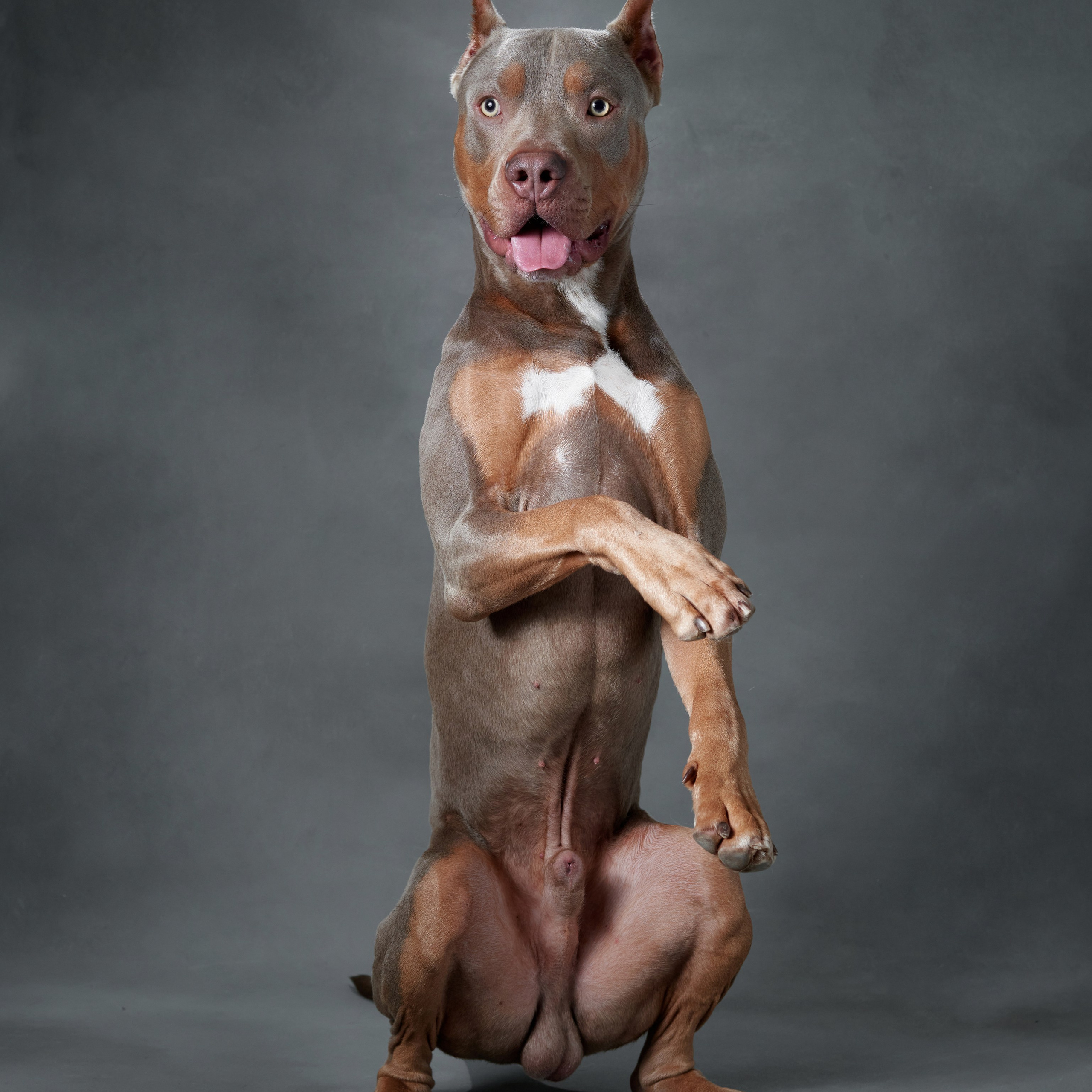 Reviews about the photographer Anna Averianova. Dog photographer from. Dog photographer Averianova Anna — Art photography of dogs