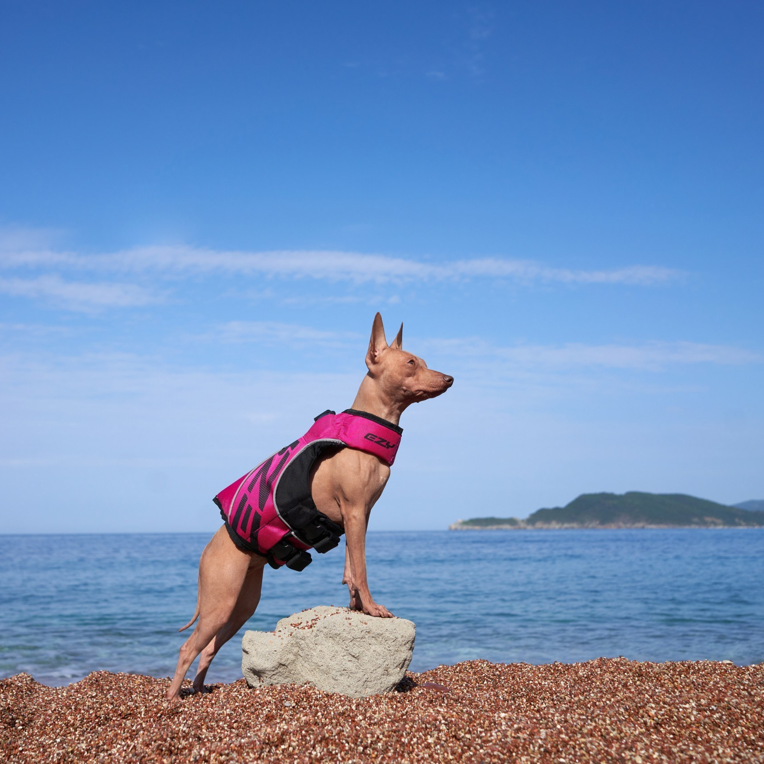 Reviews about the photographer Anna Averianova. Dog photographer from. Dog photographer Averianova Anna — Art photography of dogs