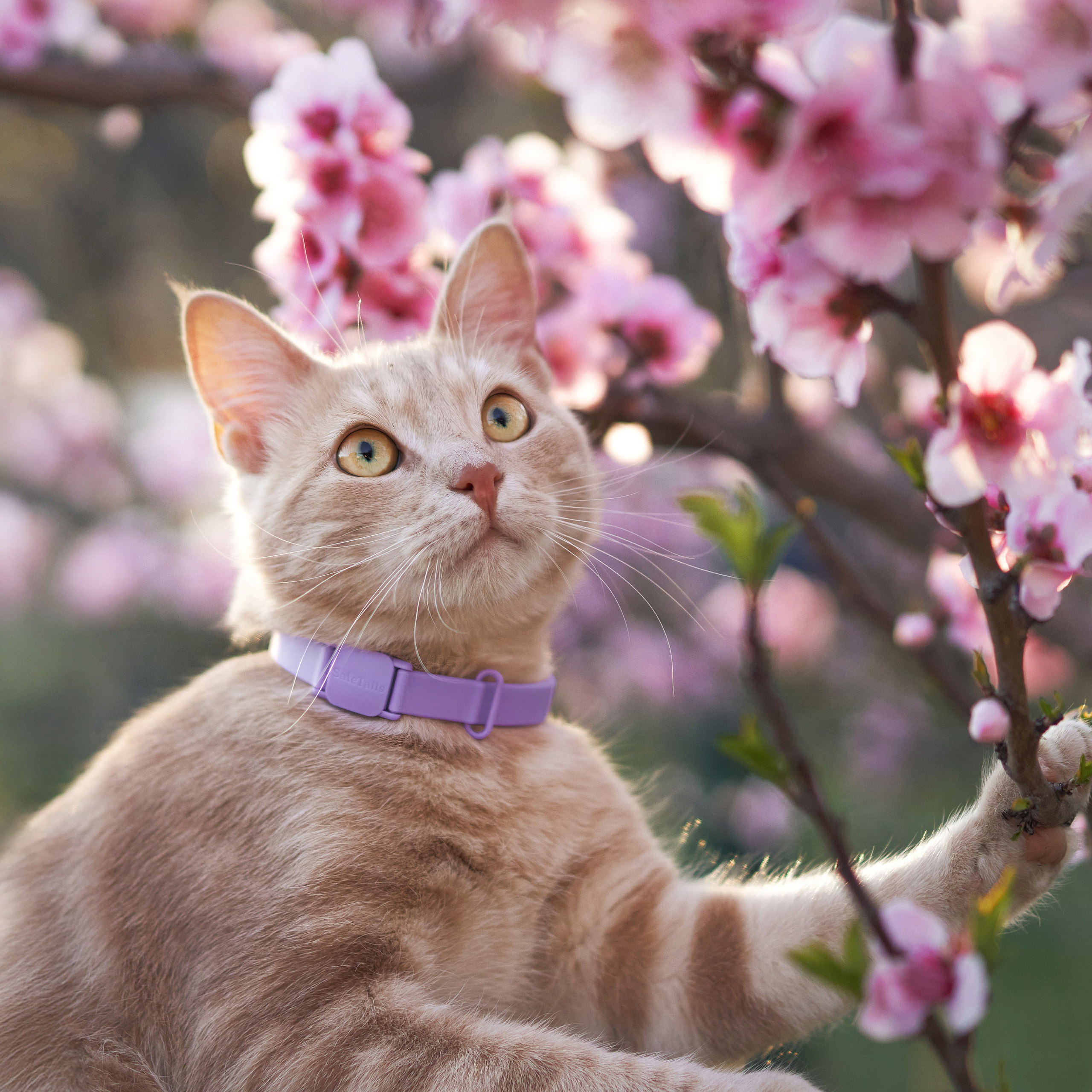 Reviews about the photographer Anna Averianova. Dog photographer from. Dog photographer Averianova Anna — Art photography of dogs