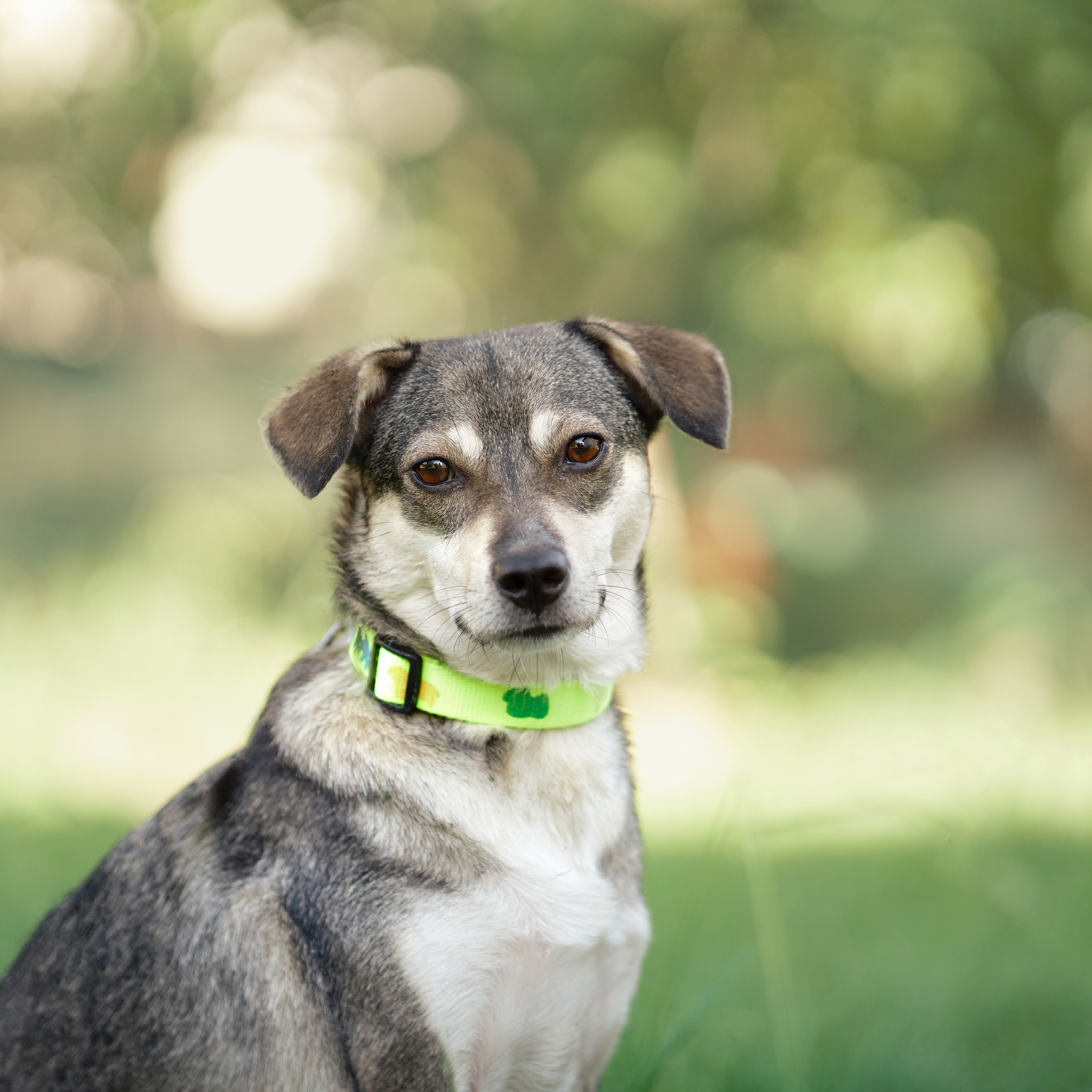 Reviews about the photographer Anna Averianova. Dog photographer from. Dog photographer Averianova Anna — Art photography of dogs