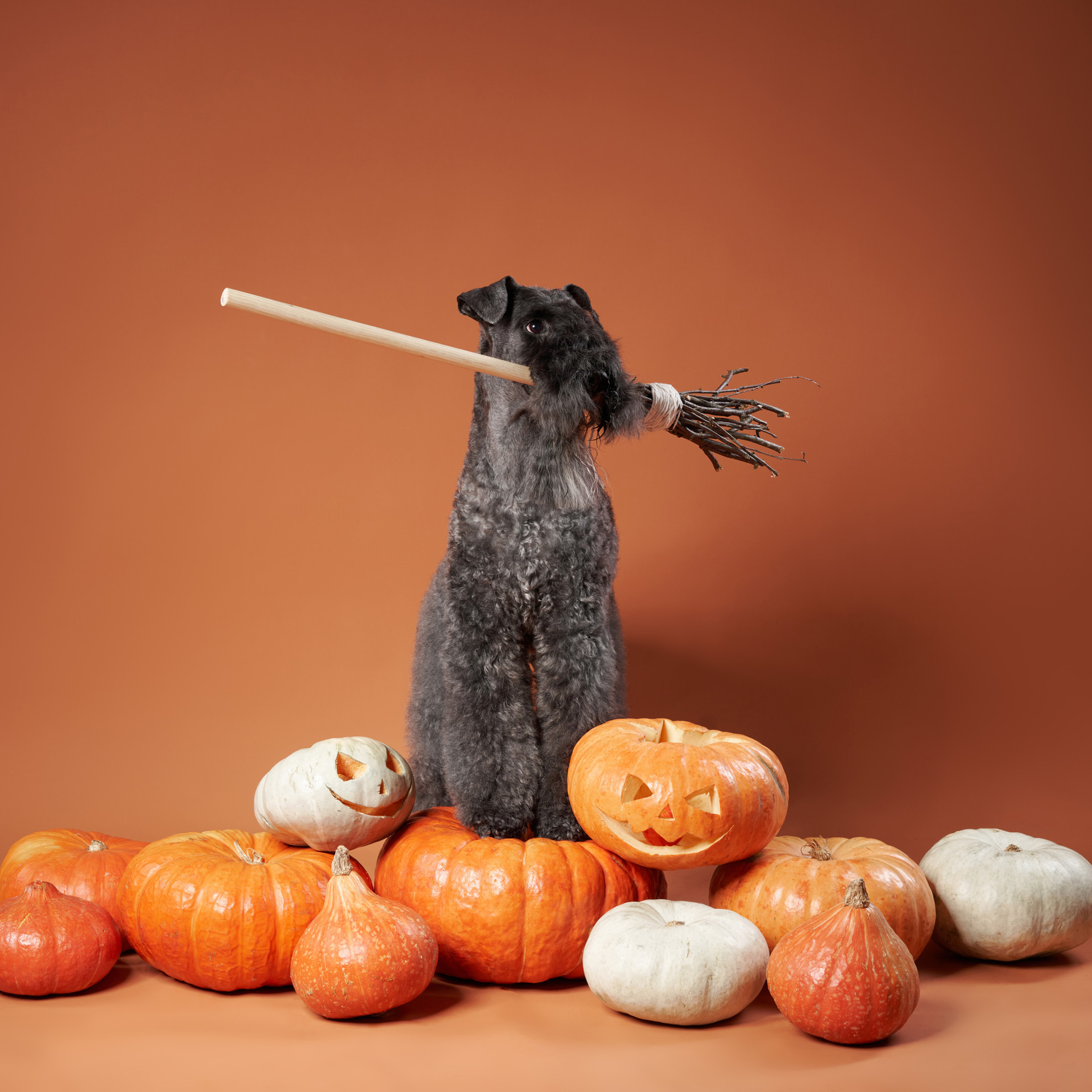 Reviews about the photographer Anna Averianova. Dog photographer from. Dog photographer Averianova Anna — Art photography of dogs