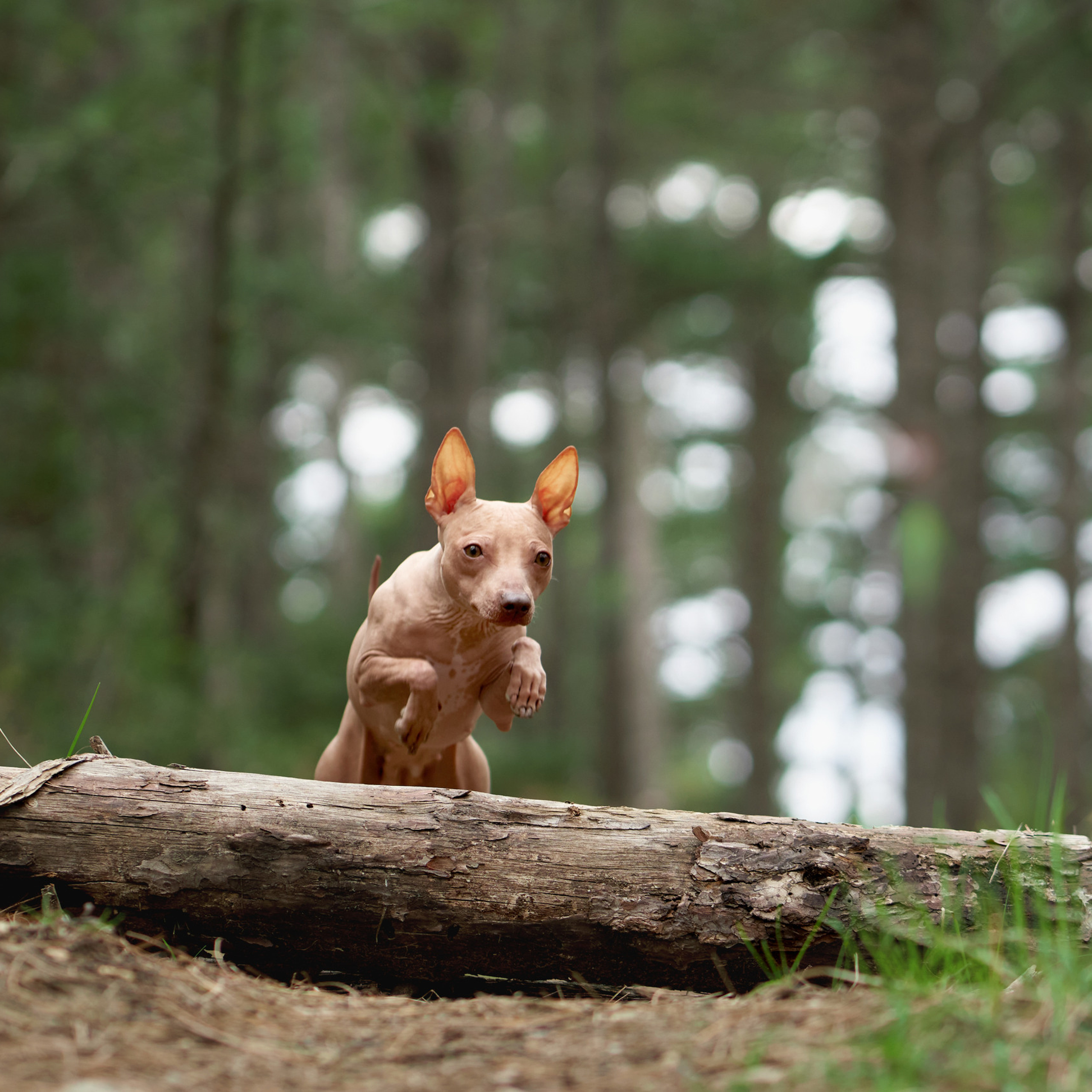 Reviews about the photographer Anna Averianova. Dog photographer from. Dog photographer Averianova Anna — Art photography of dogs