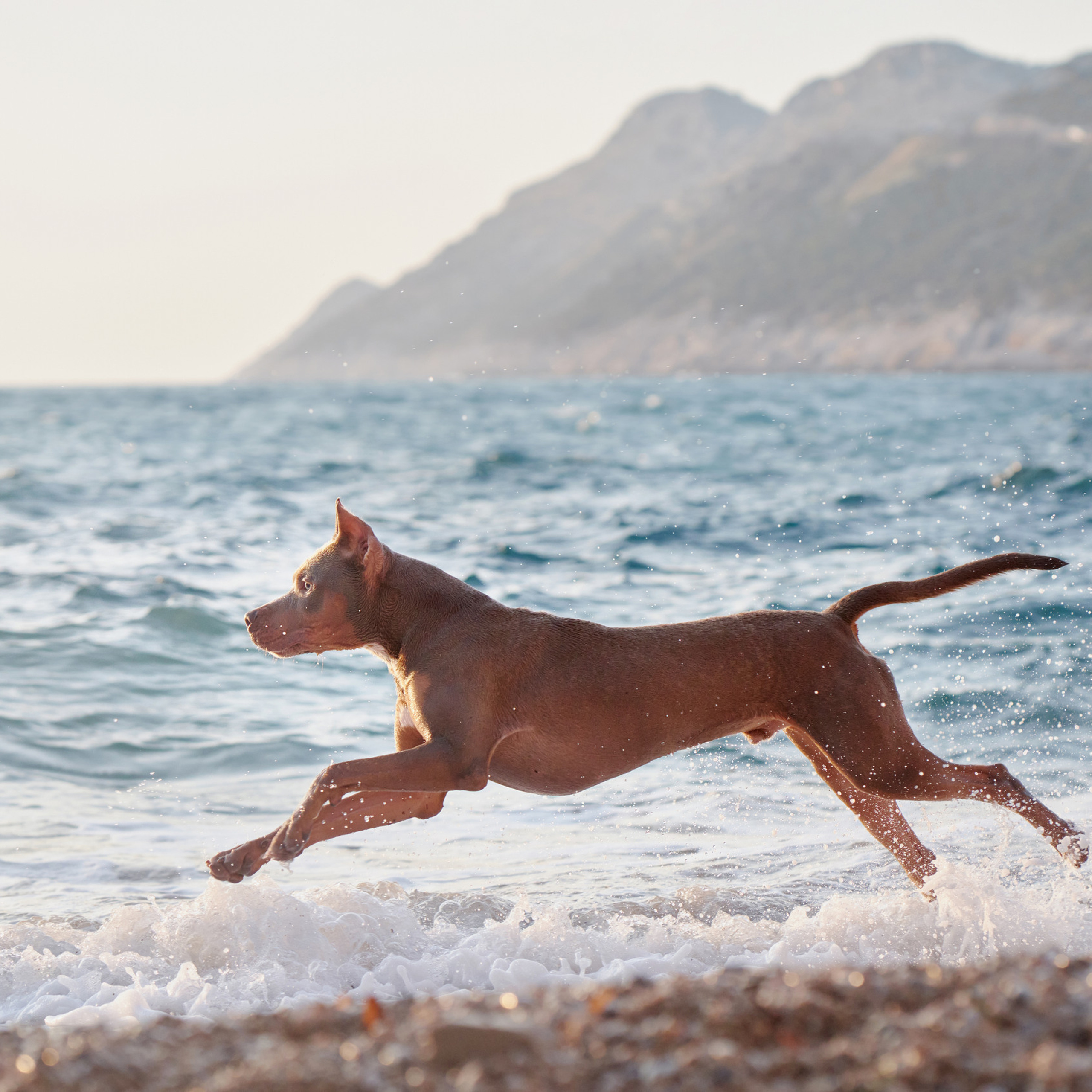 Reviews about the photographer Anna Averianova. Dog photographer from. Dog photographer Averianova Anna — Art photography of dogs