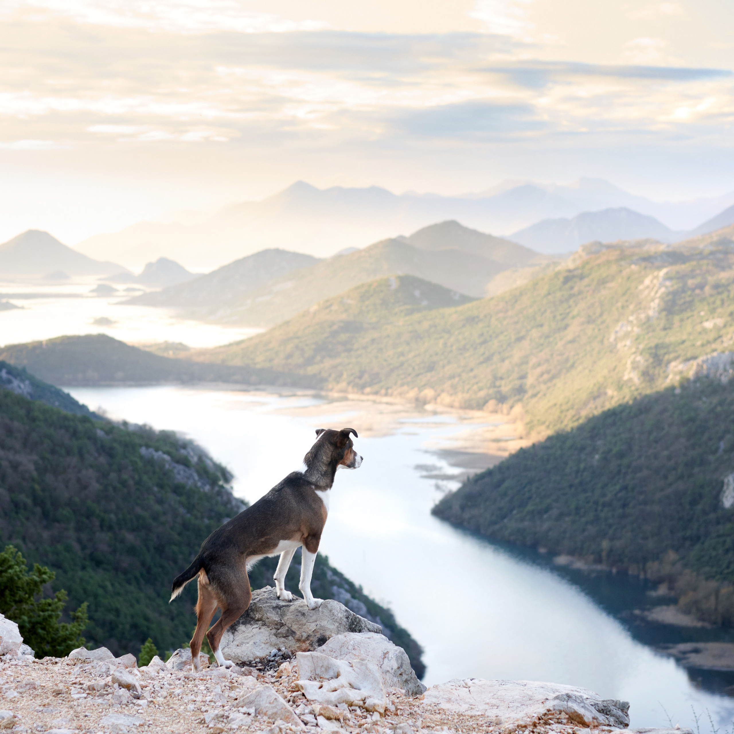 Reviews about the photographer Anna Averianova. Dog photographer from. Dog photographer Averianova Anna — Art photography of dogs