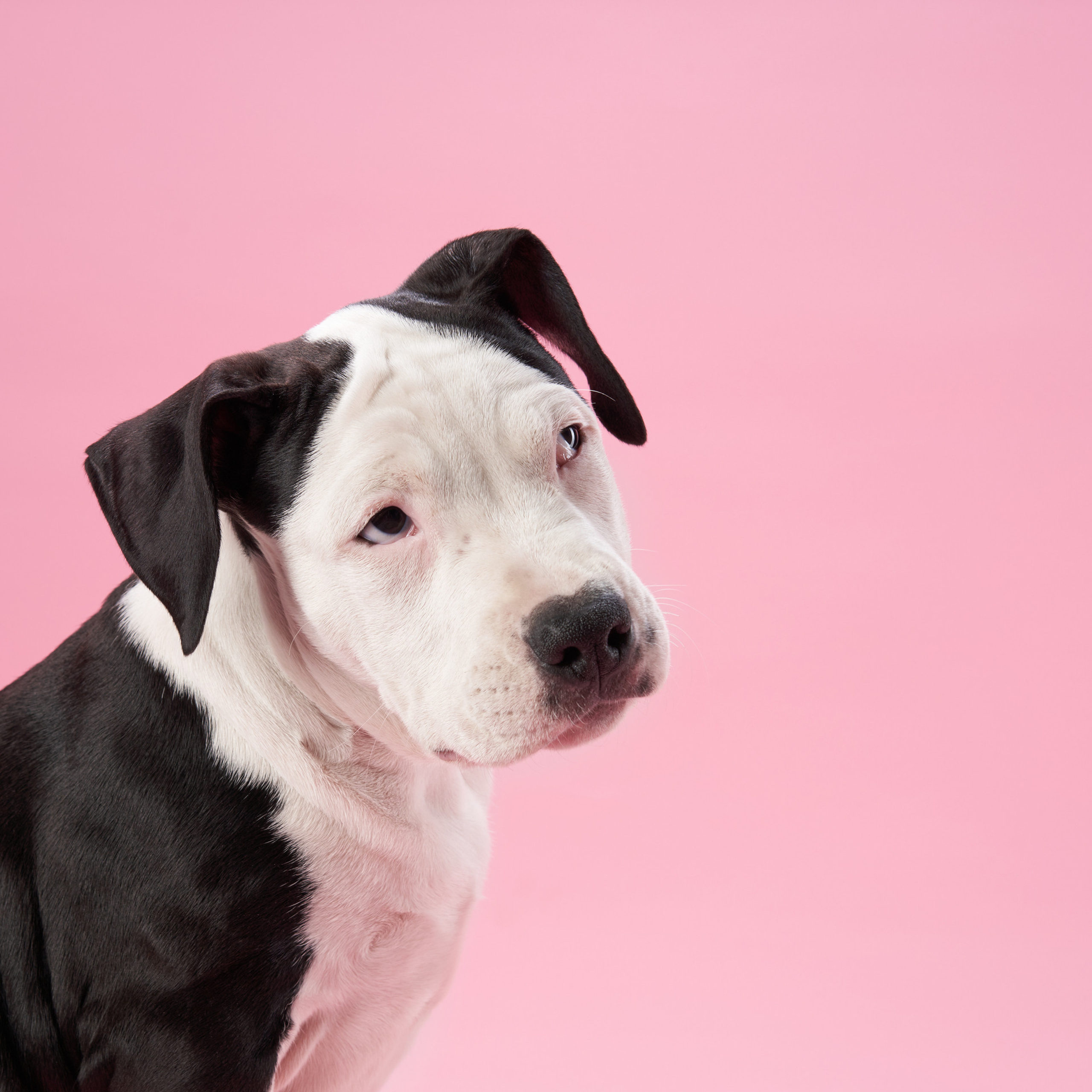 Reviews about the photographer Anna Averianova. Dog photographer from. Dog photographer Averianova Anna — Art photography of dogs