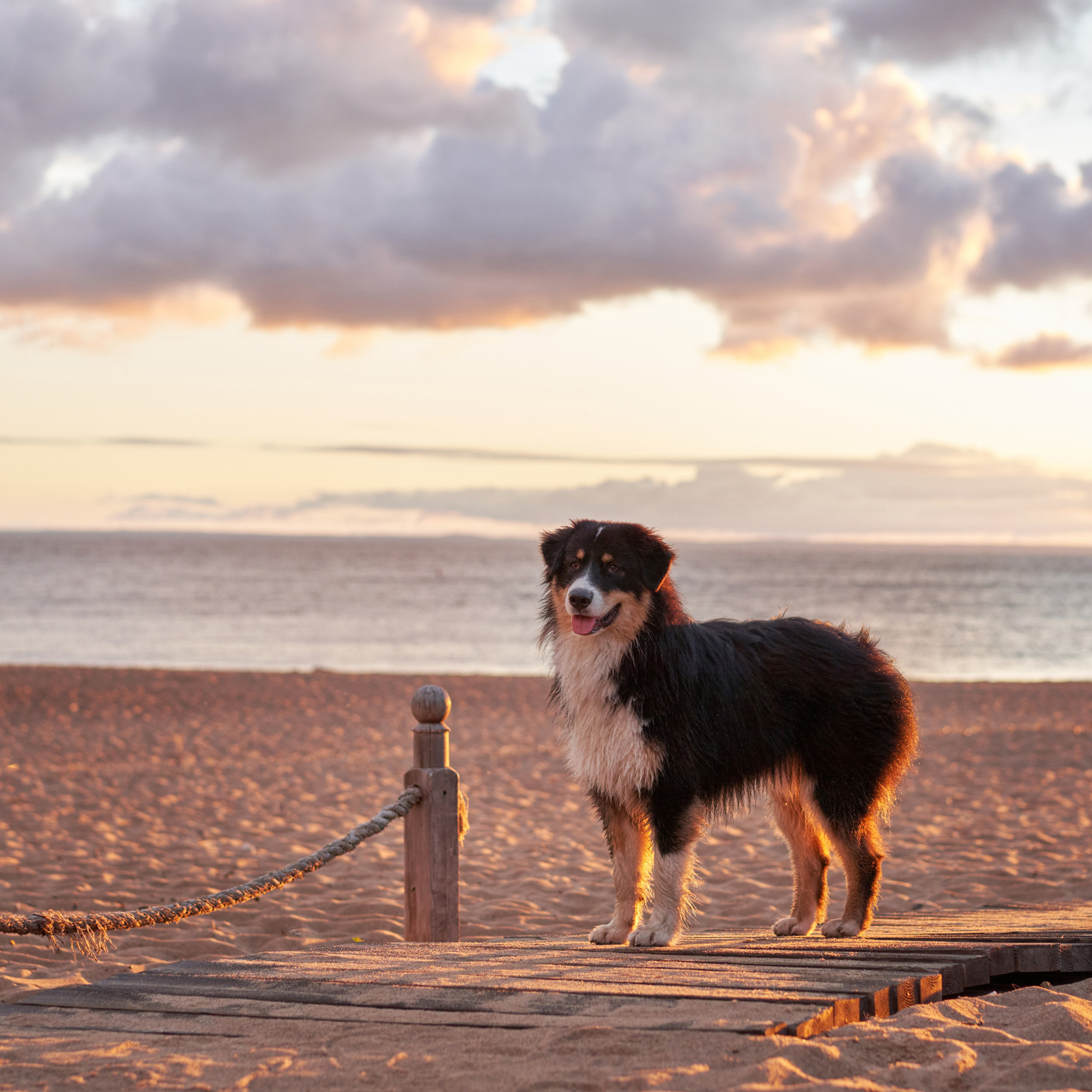 Reviews about the photographer Anna Averianova. Dog photographer from. Dog photographer Averianova Anna — Art photography of dogs