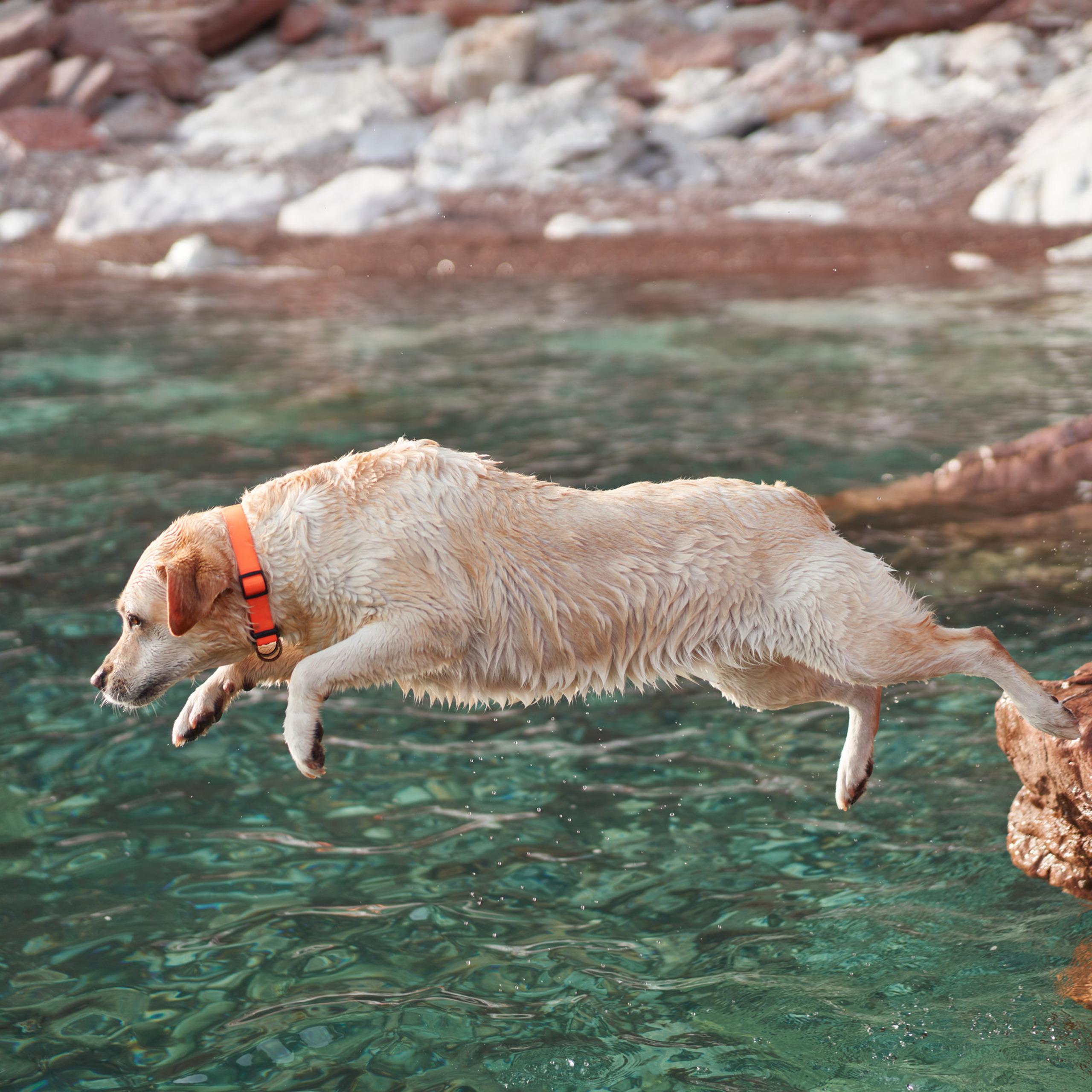 Reviews about the photographer Anna Averianova. Dog photographer from. Dog photographer Averianova Anna — Art photography of dogs