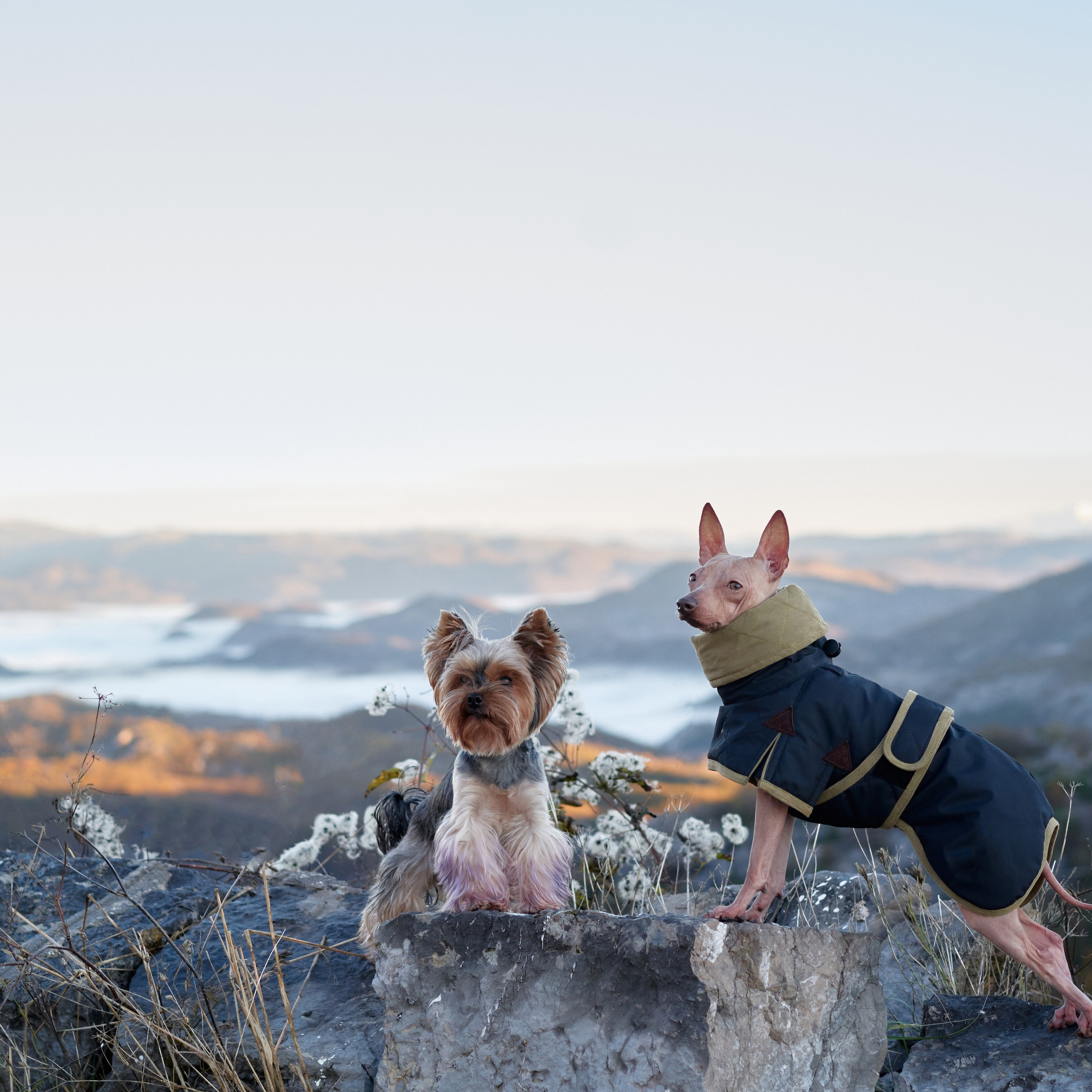 Reviews about the photographer Anna Averianova. Dog photographer from. Dog photographer Averianova Anna — Art photography of dogs